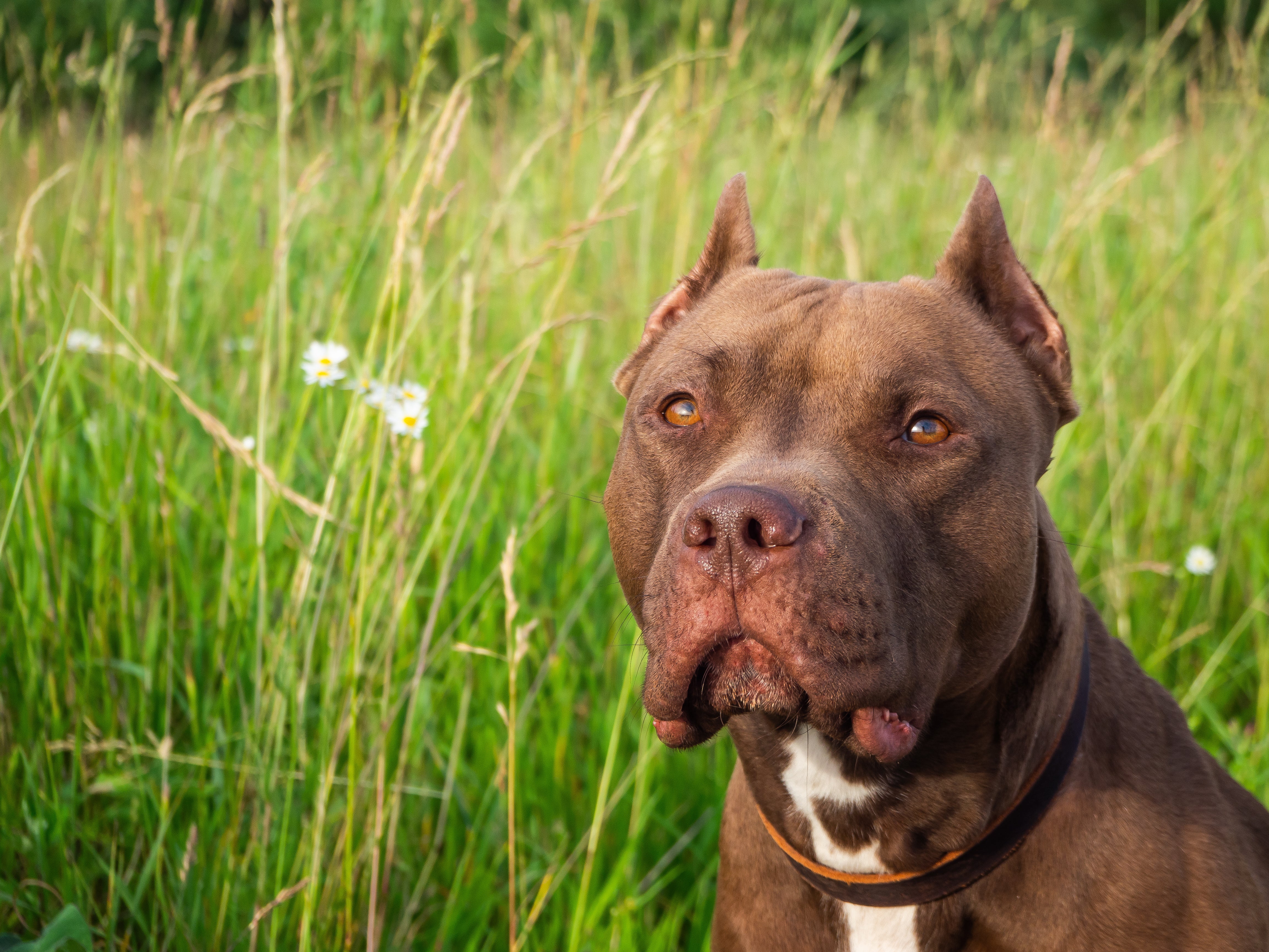 A Pit Bull Terrier