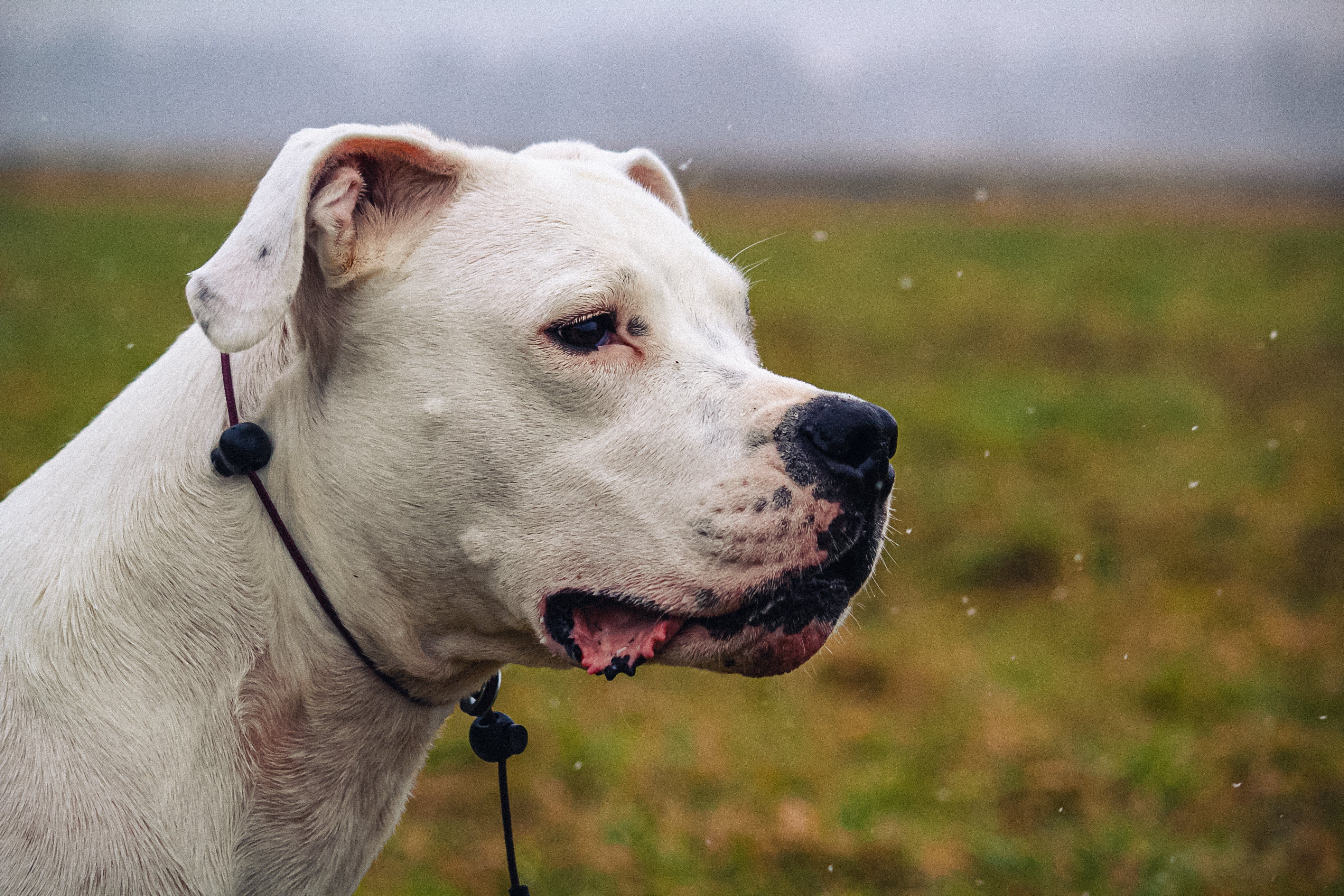 A Dogo Argentino dog