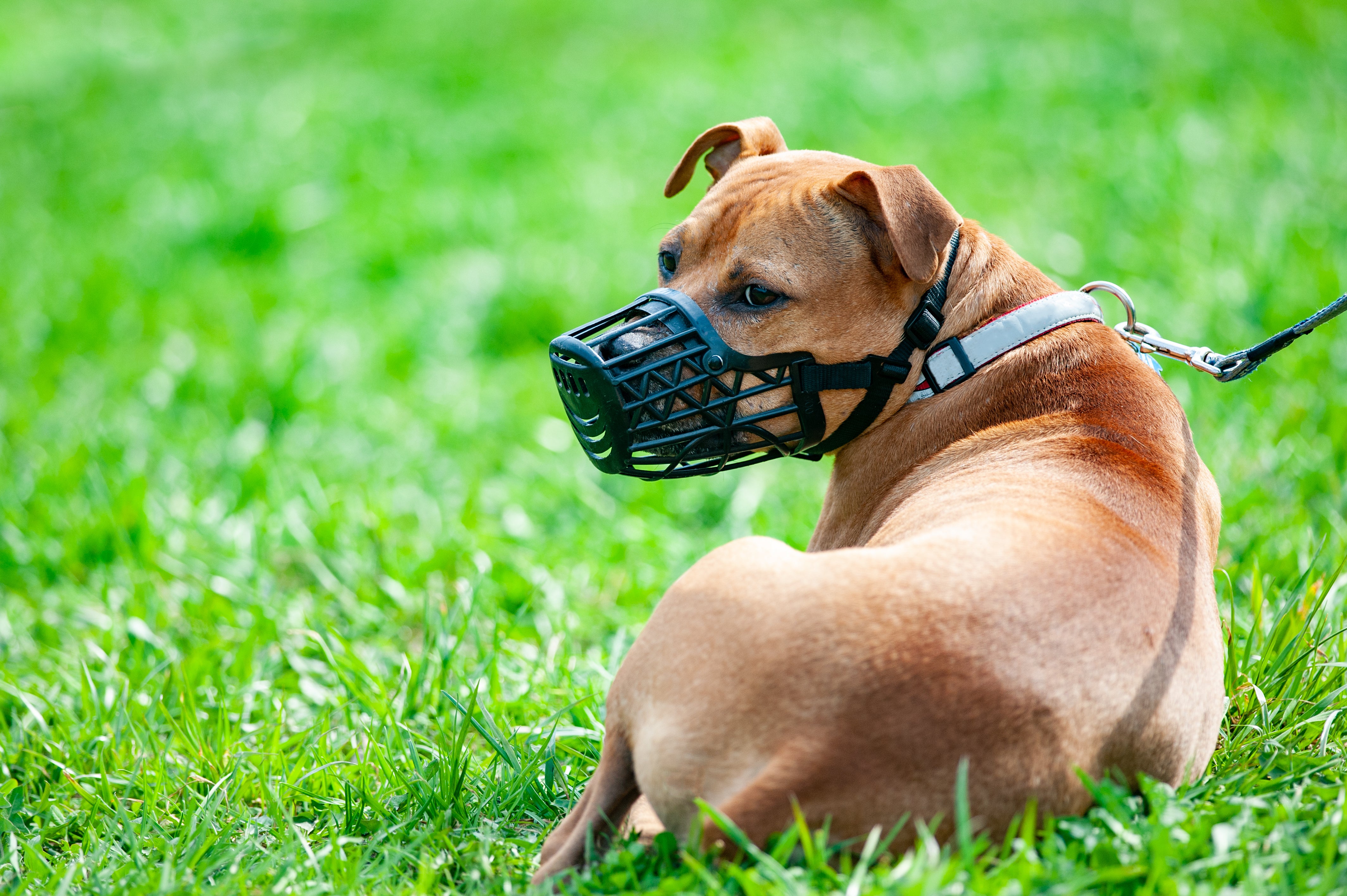 Effective training is an integral part of a dog’s behaviour