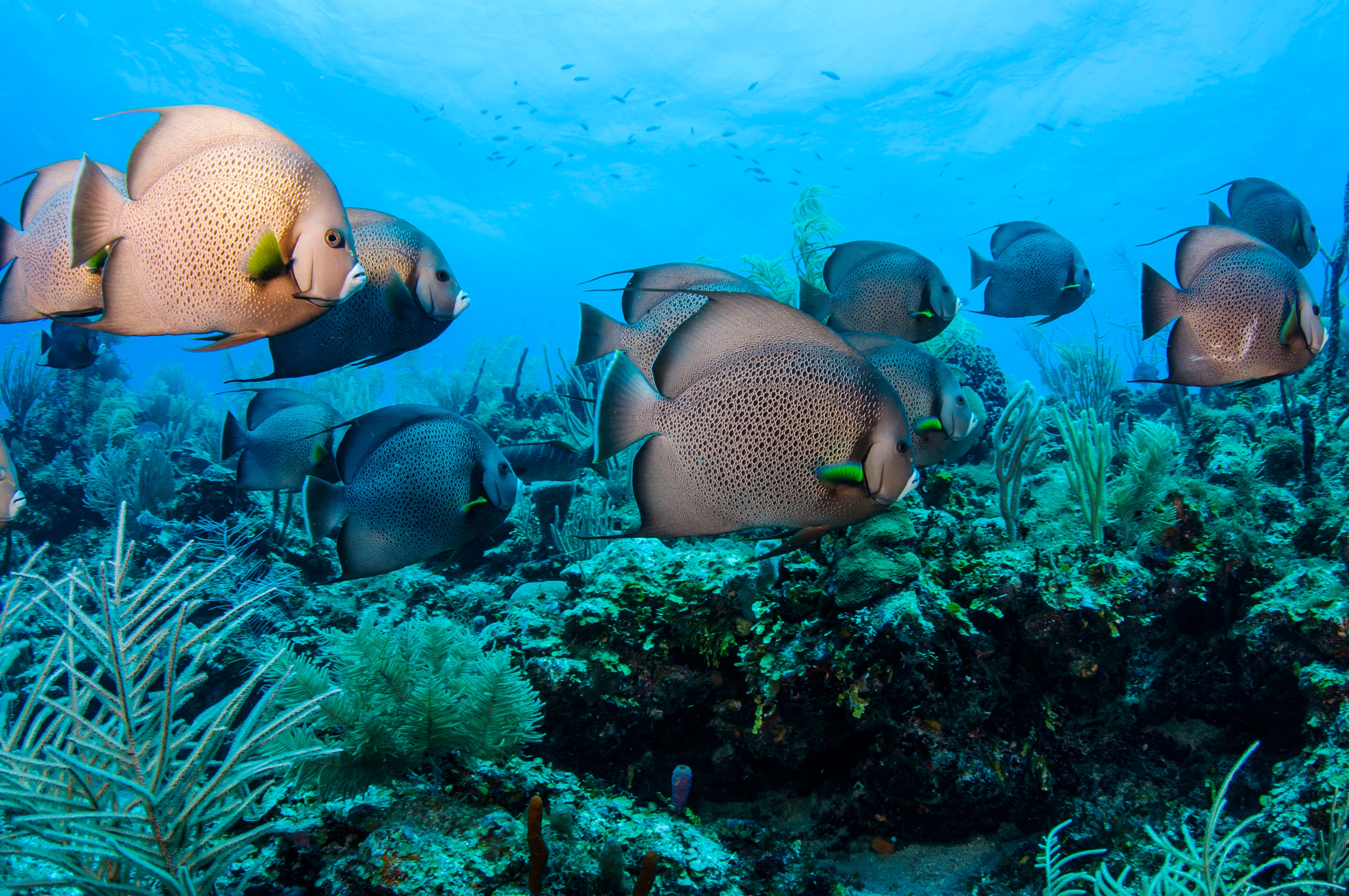 Snorkelling gives access to Belize’s rich marine life