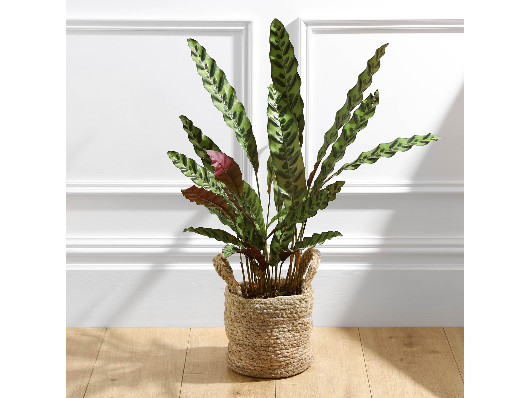 Rattlesnake plant