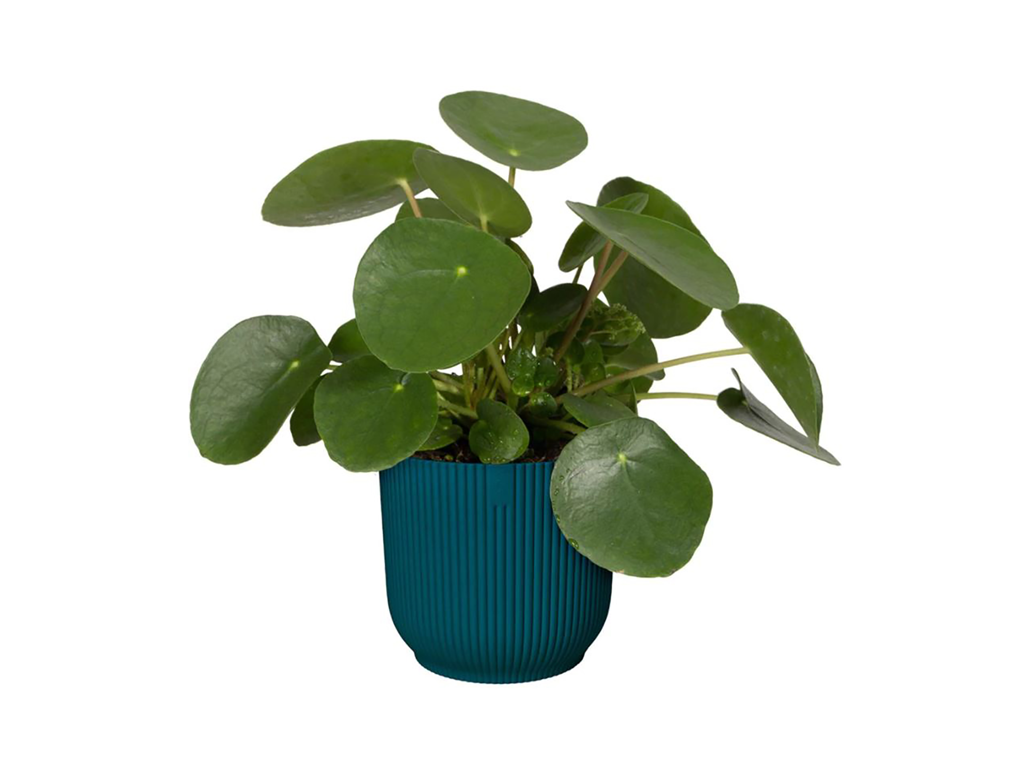 Chinese money plant