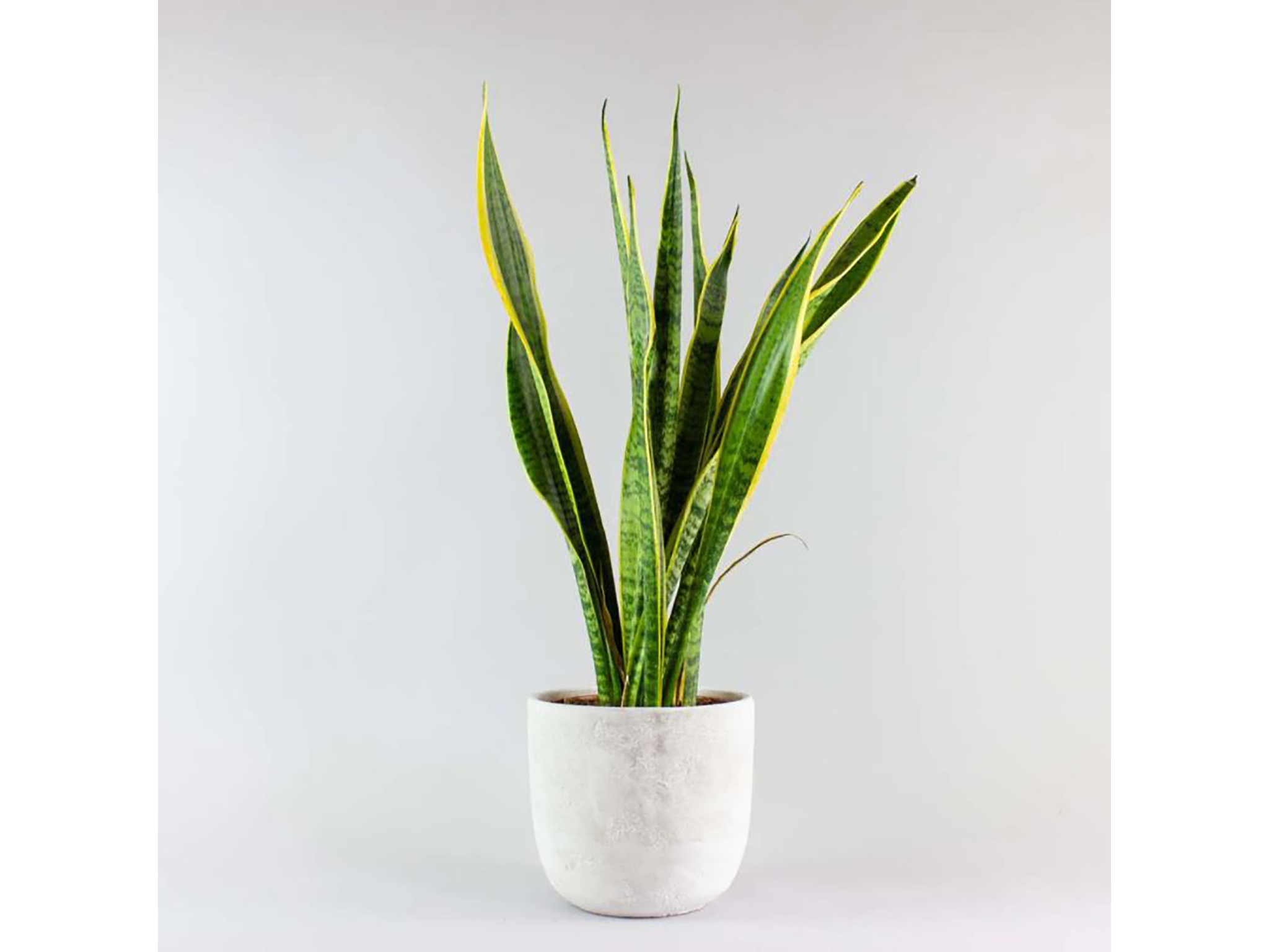 Snake plant laurentii