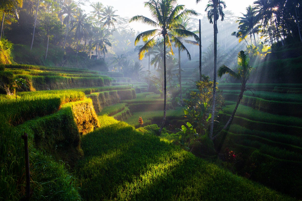 Tegallalang rice terraces in Bali, Indonesia