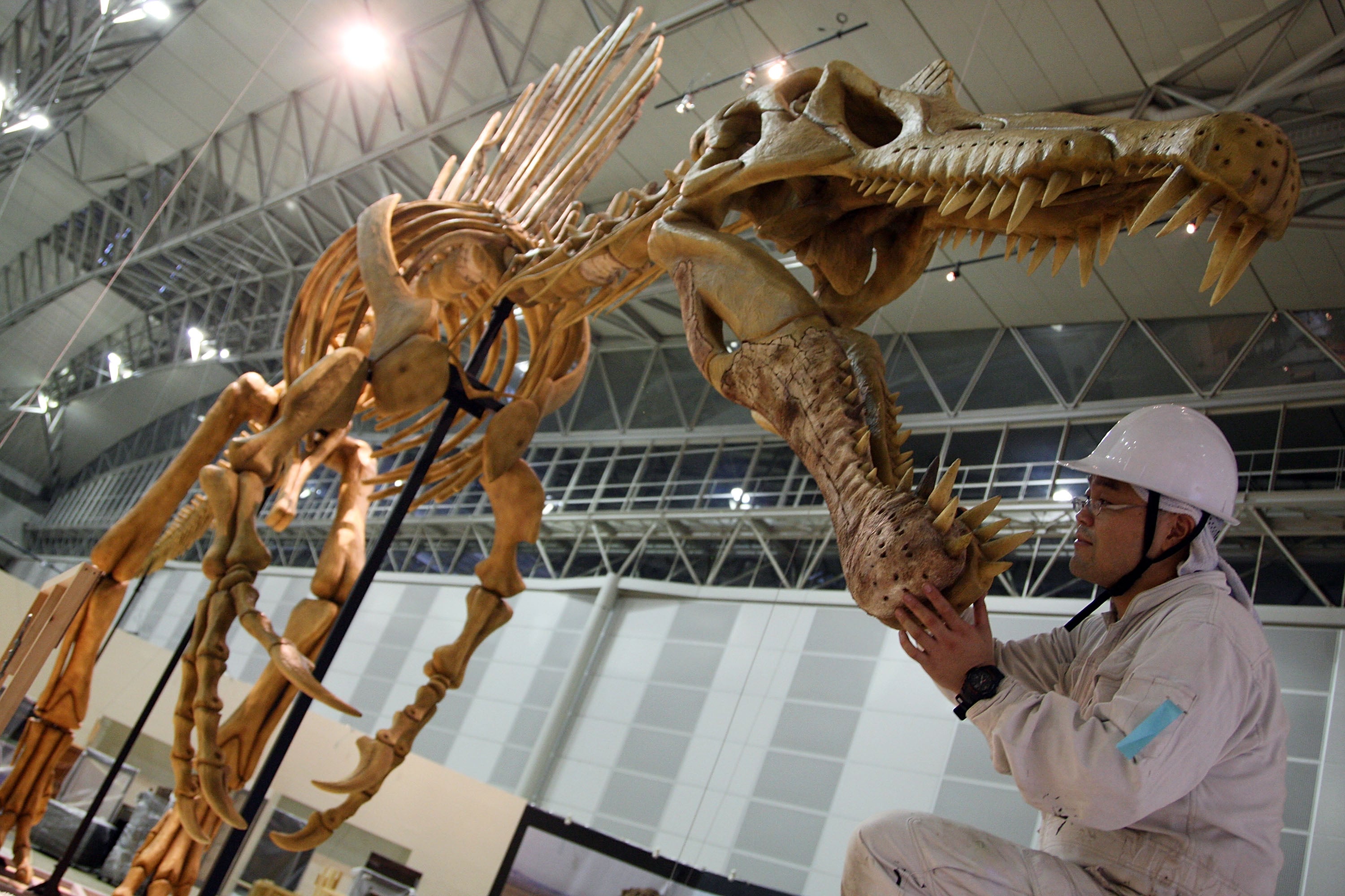 A Spinosaurus model is installed at Makuhari Messe on July 13, 2009 in Chiba, Japan