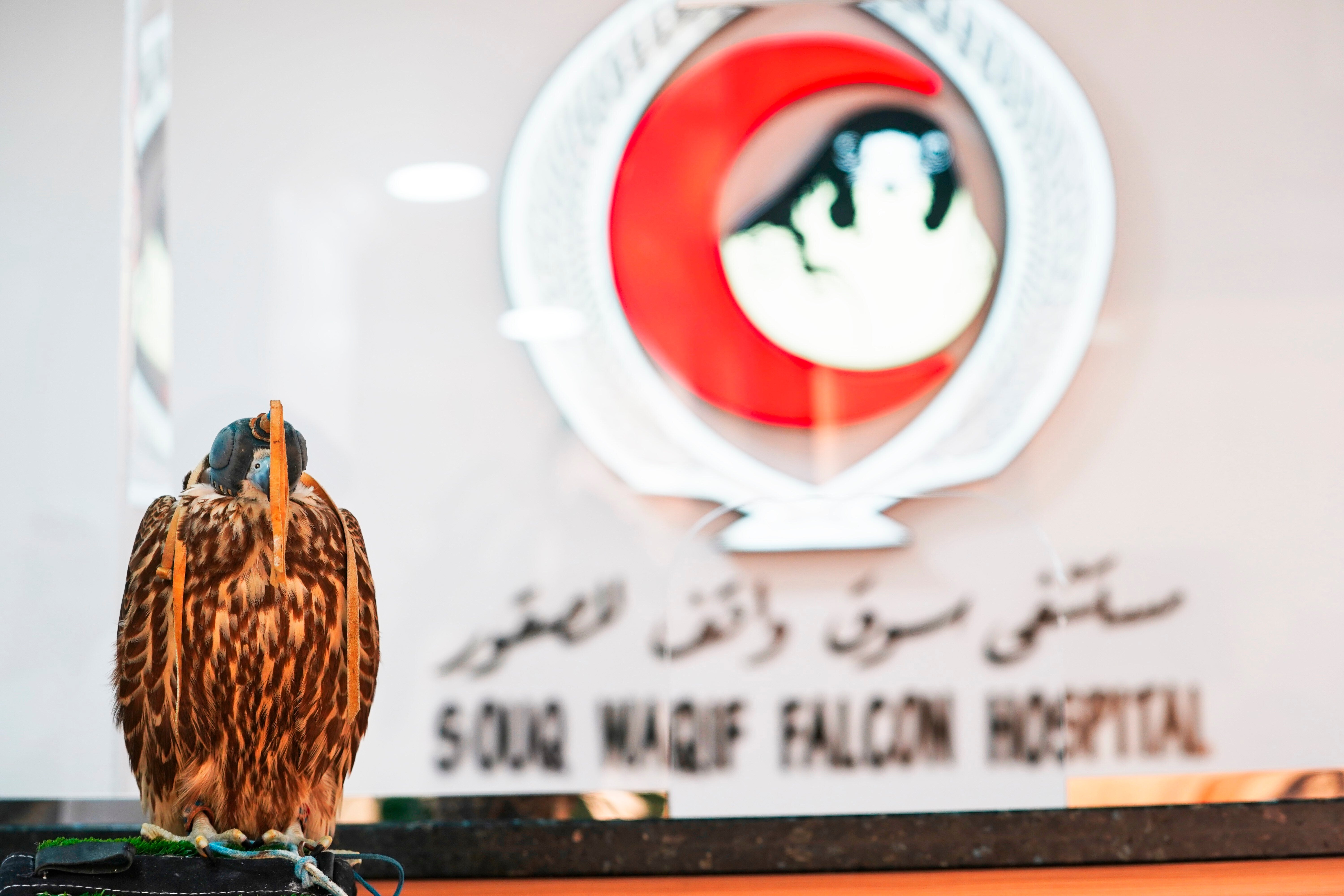 Qatar Falcon Hospital