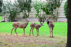 Deer jumping to deaths from bridge and landing near houses in ‘disturbing’ trend