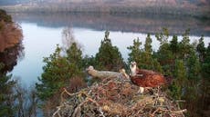 Osprey pair reunite as female returns to nest for third season