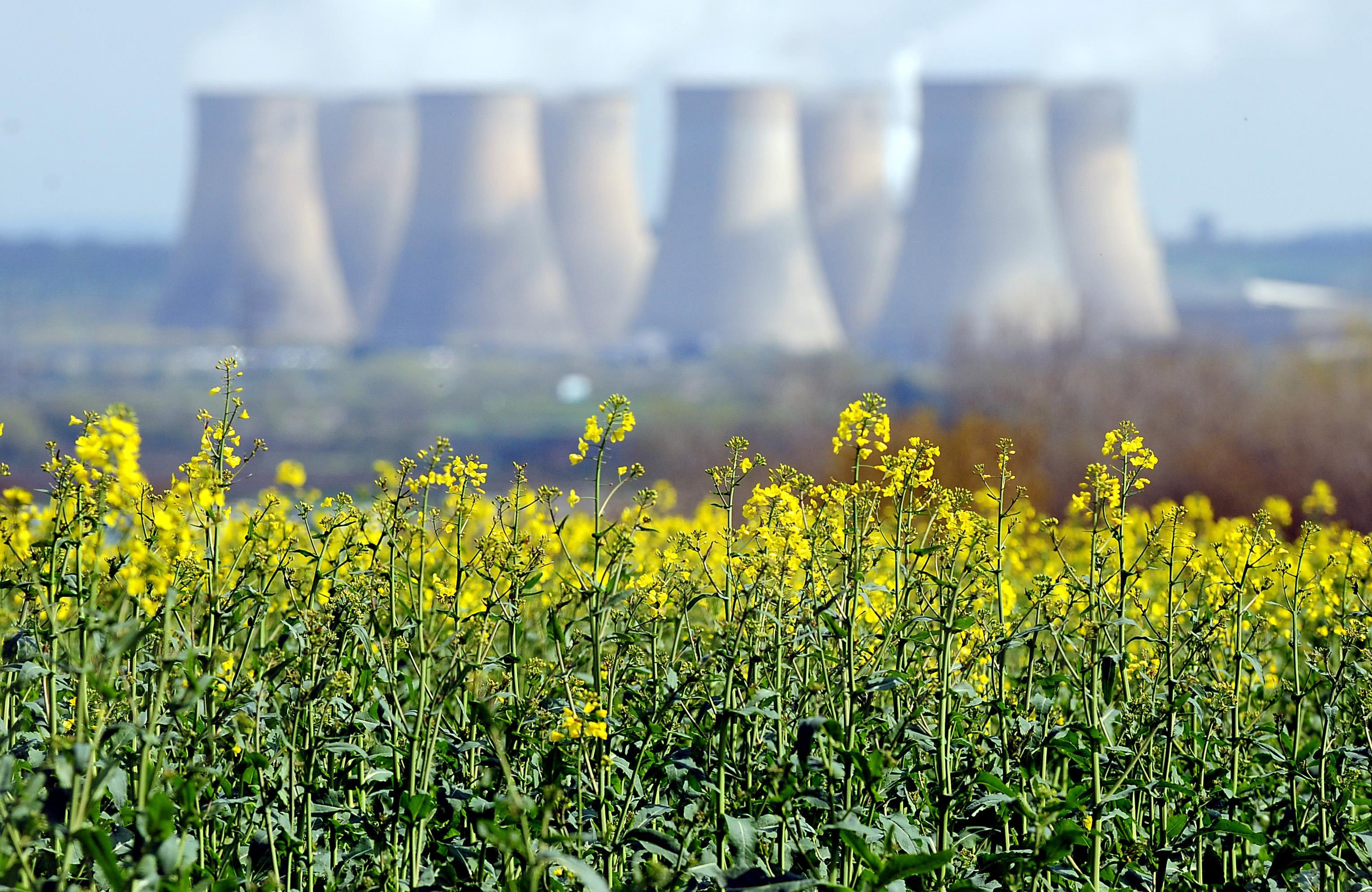 The food safety risk of substituting sunflower oil with refined rapeseed oil is considered ‘very low’.