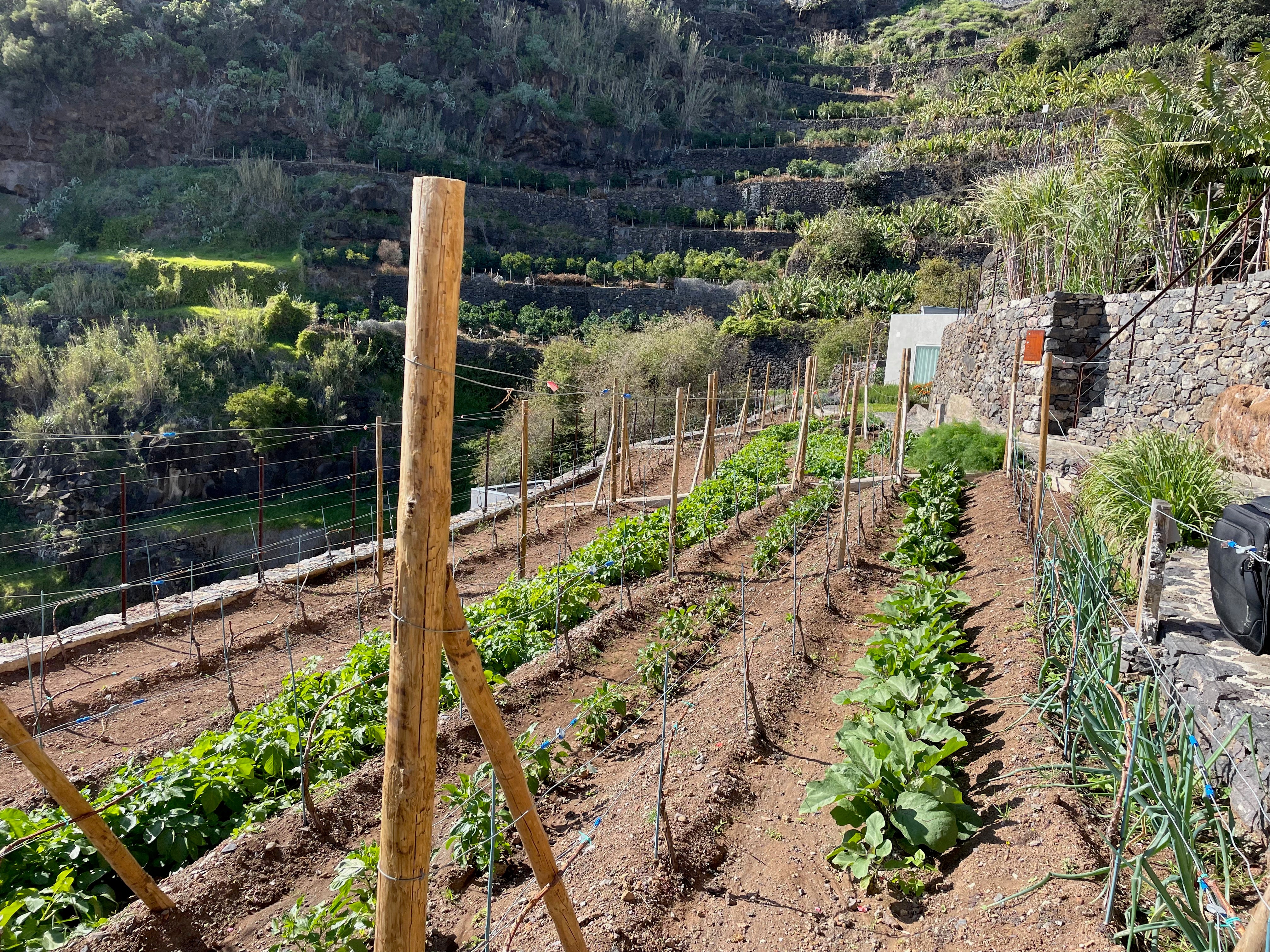 Socalco Nature Hotel grows its own veg