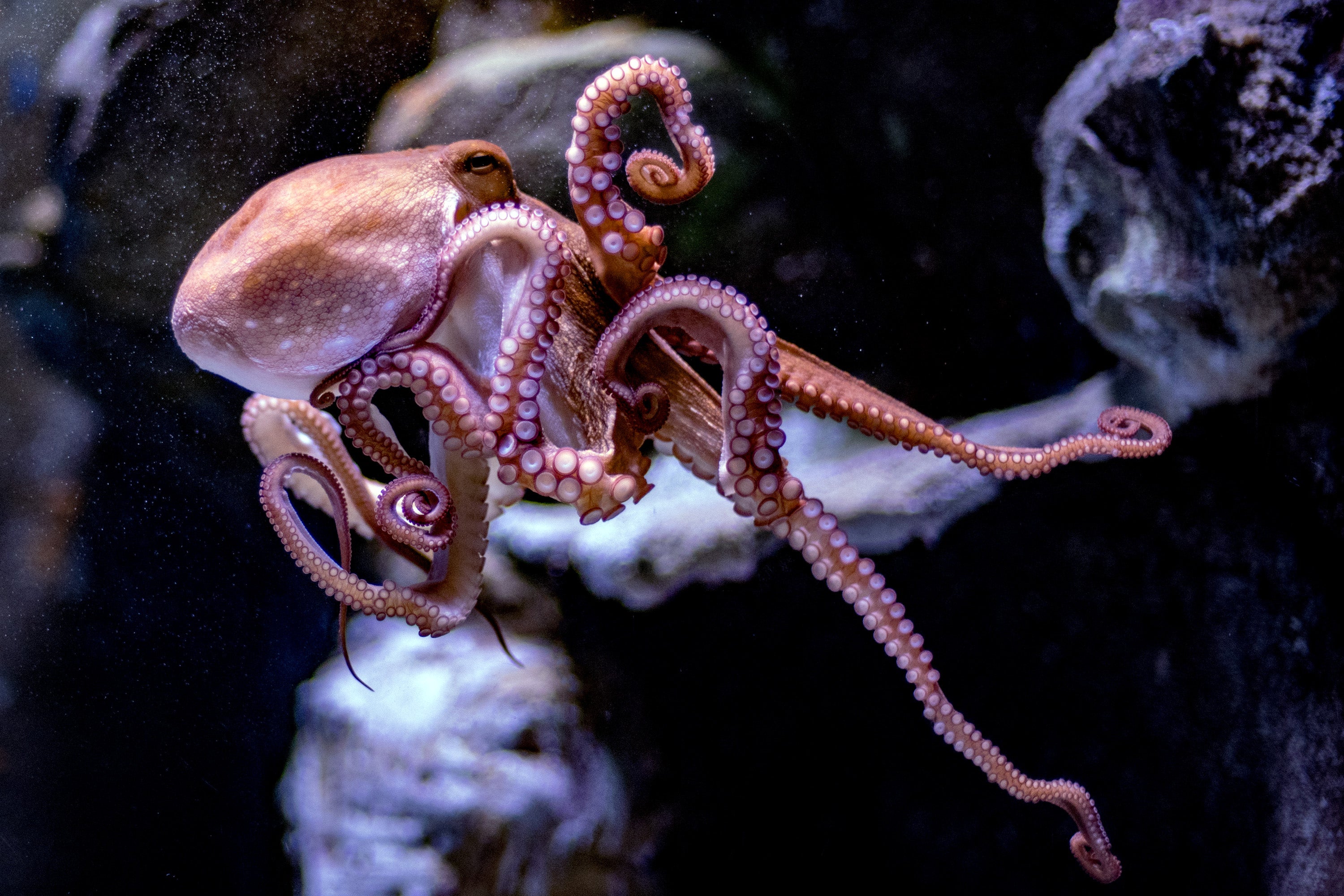 Recent research has concluded that octopuses display complex behaviour and can even be playful