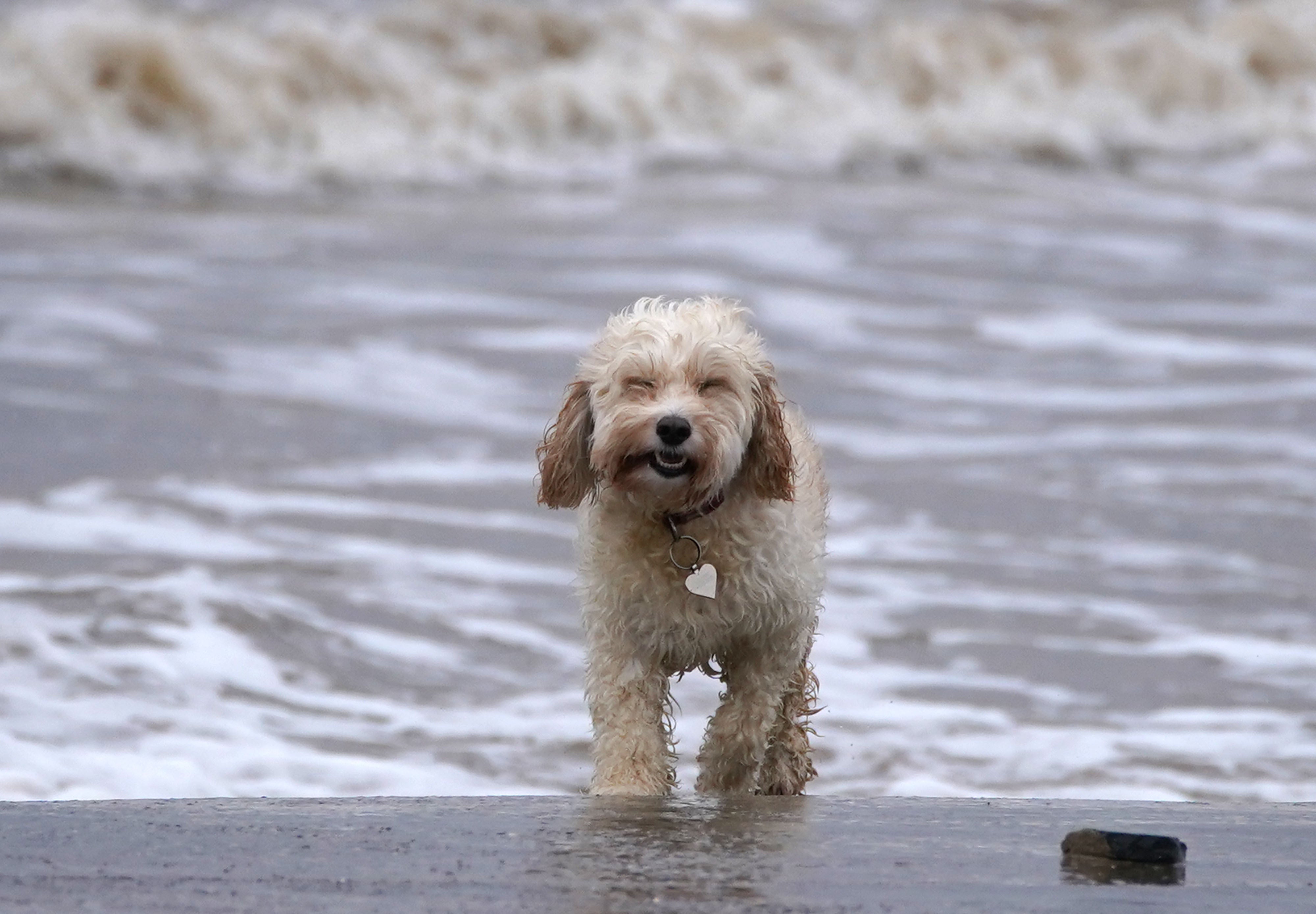 Behaviour like tail-chasing ‘more common in dogs with first-time owners’ (Peter Byrne/PA)