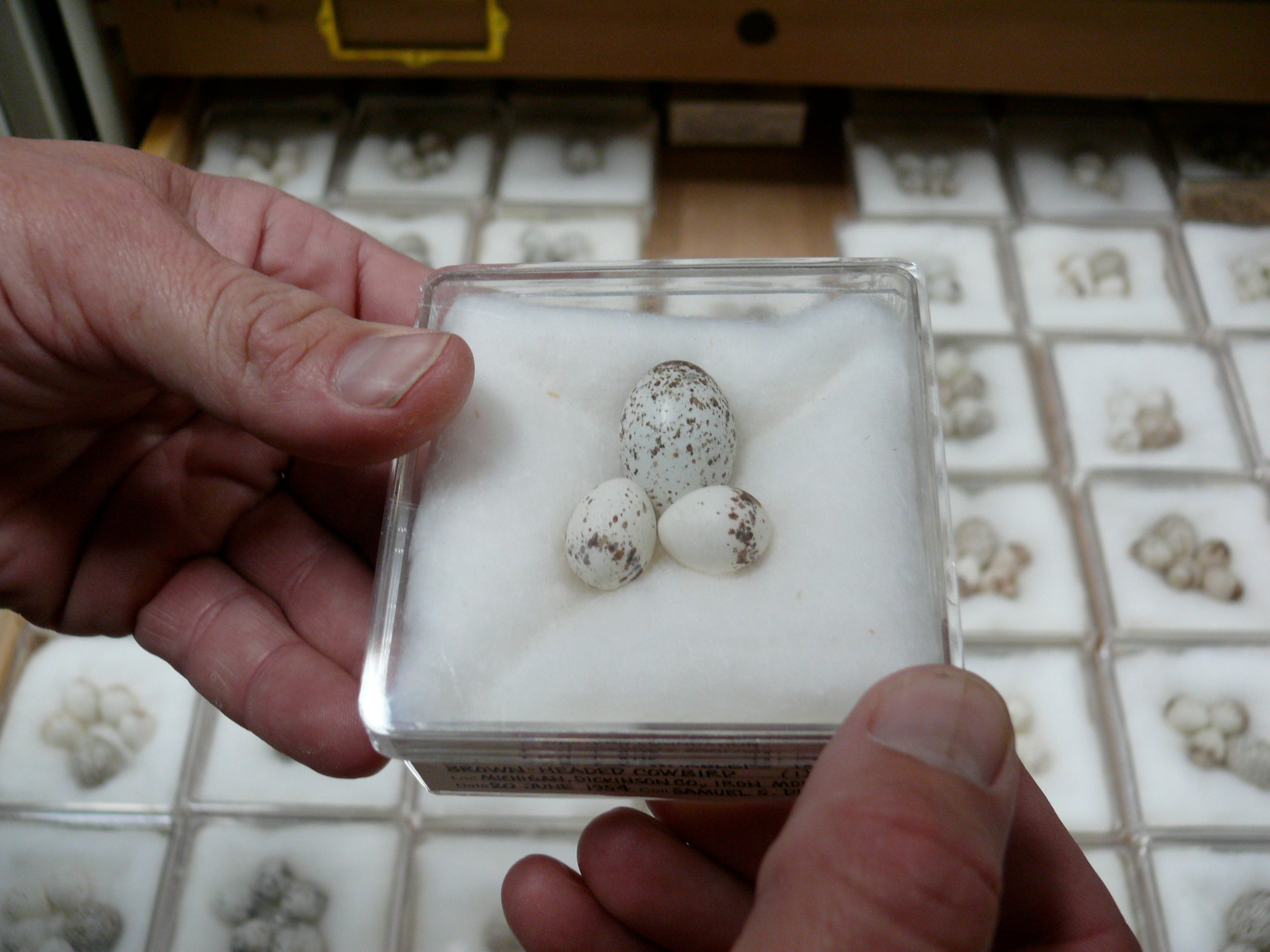 A drawer from the Field Museum’s egg collections