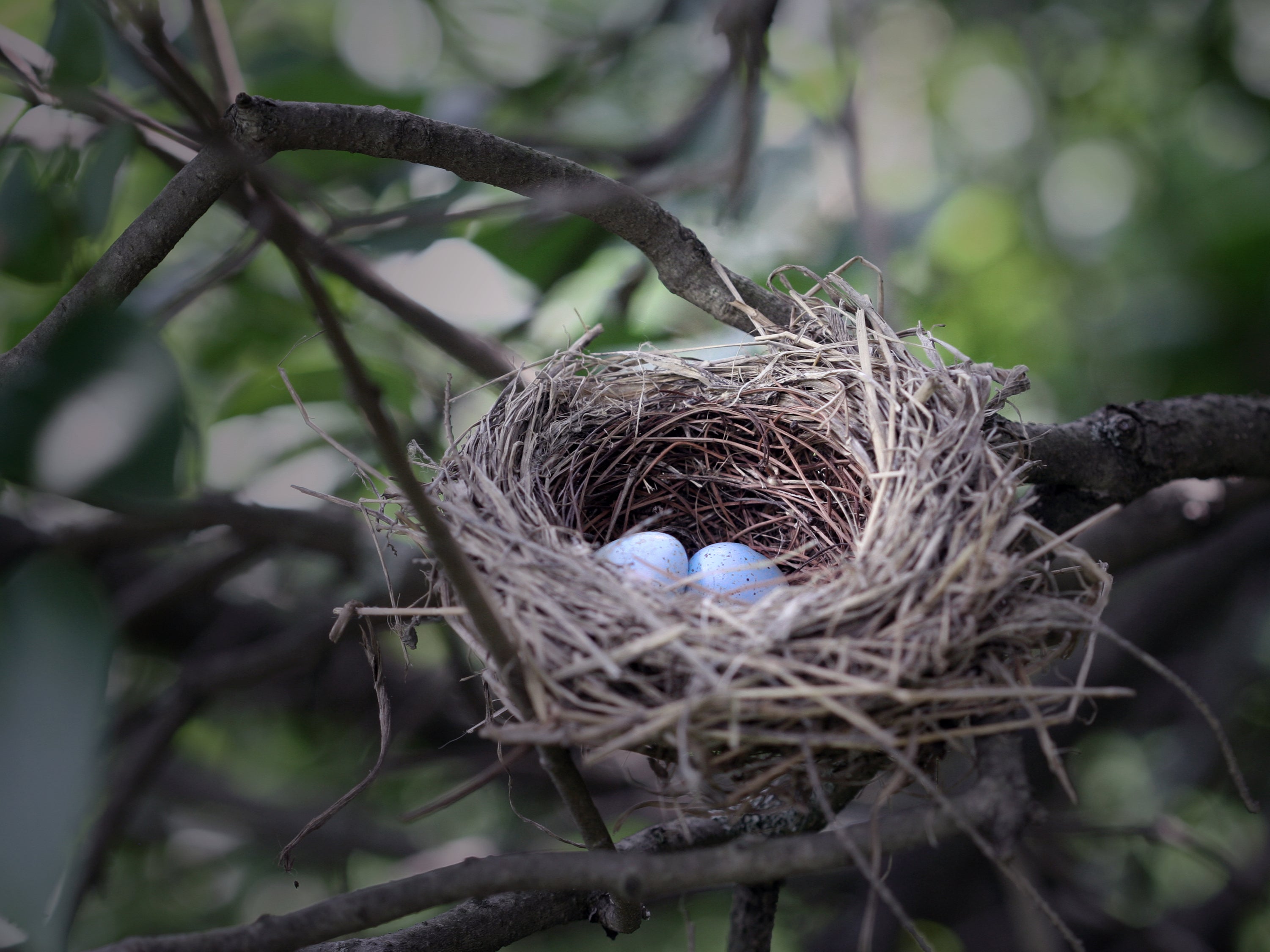 Some birds are laying their eggs earlier in response to the shift in temperature patterns