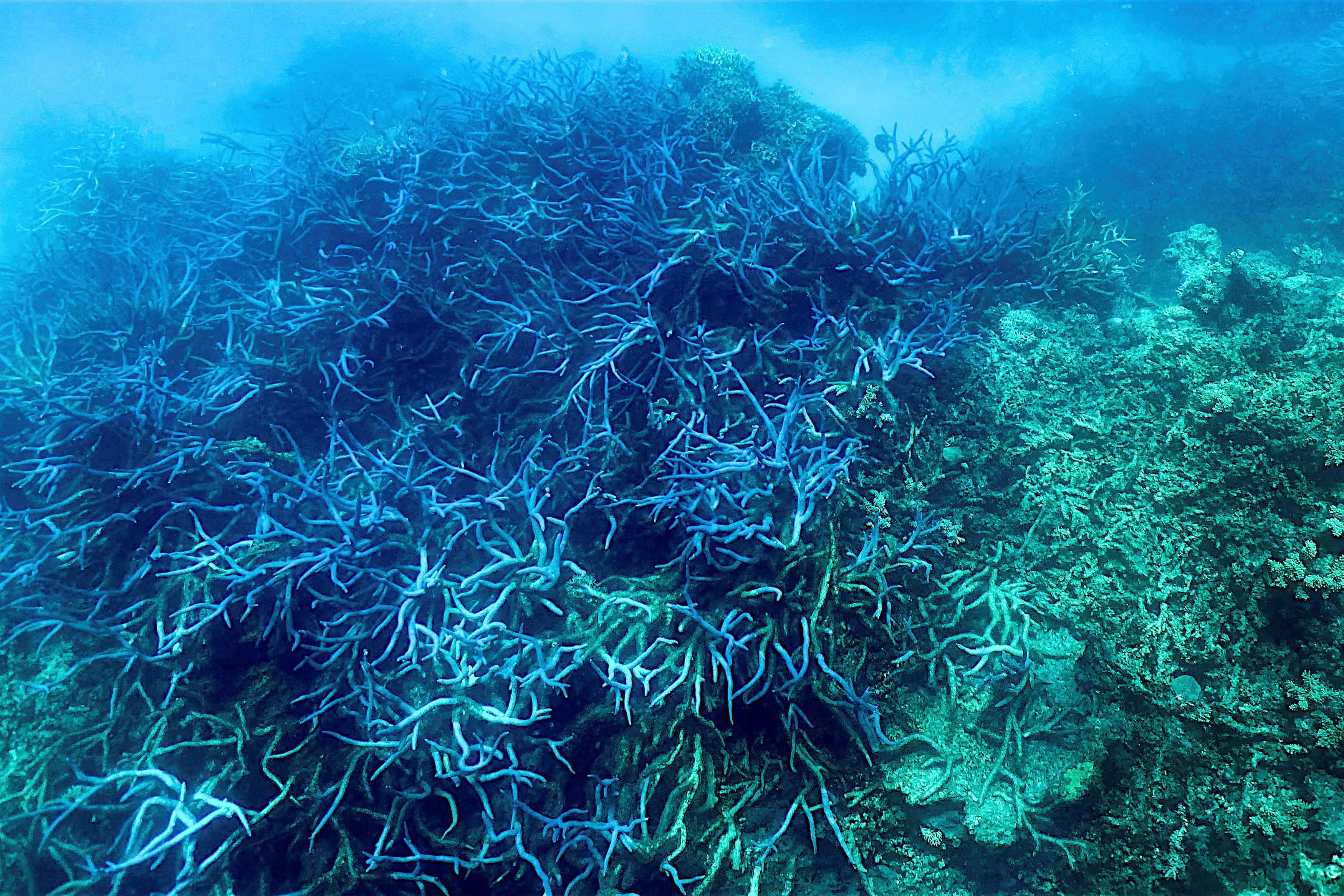 This file picture taken on 7 March 2022 shows the current condition of the coral on the Great Barrier Reef. The world’s largest natural reef system is suffering a ‘mass bleaching event’ as coral comes under heat stress from warmer seas, reef authorities said on 25 March