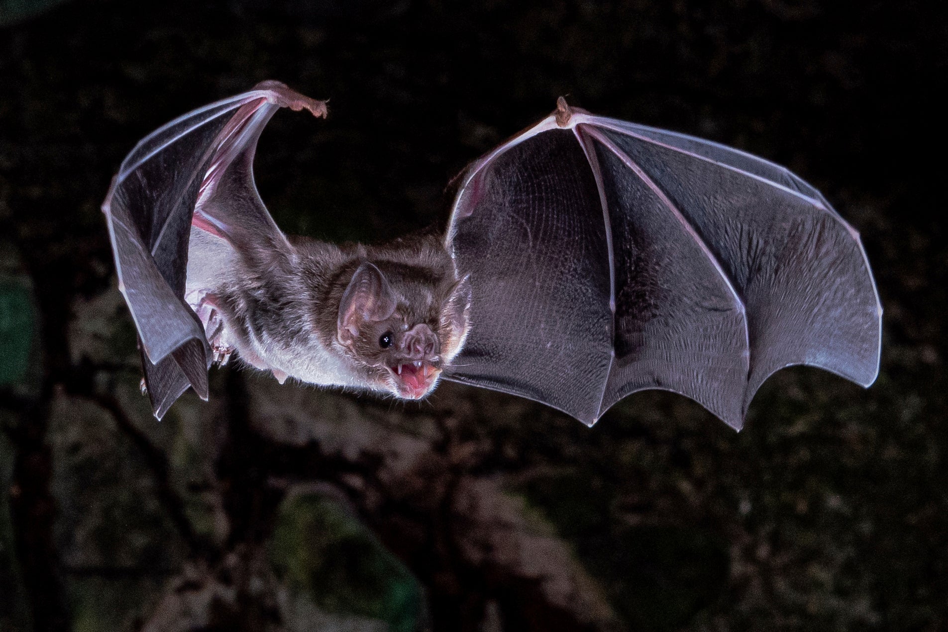 Vampire Bat