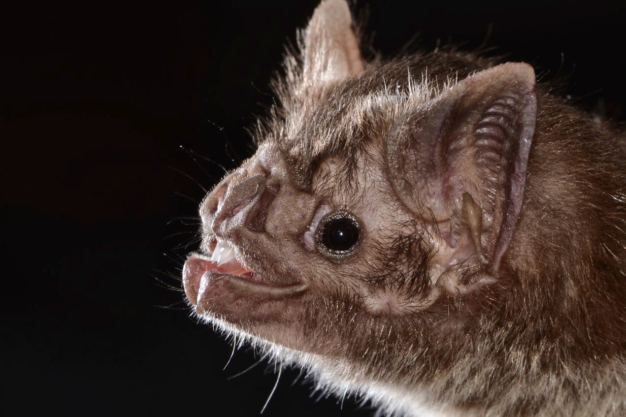 Vampire Bat