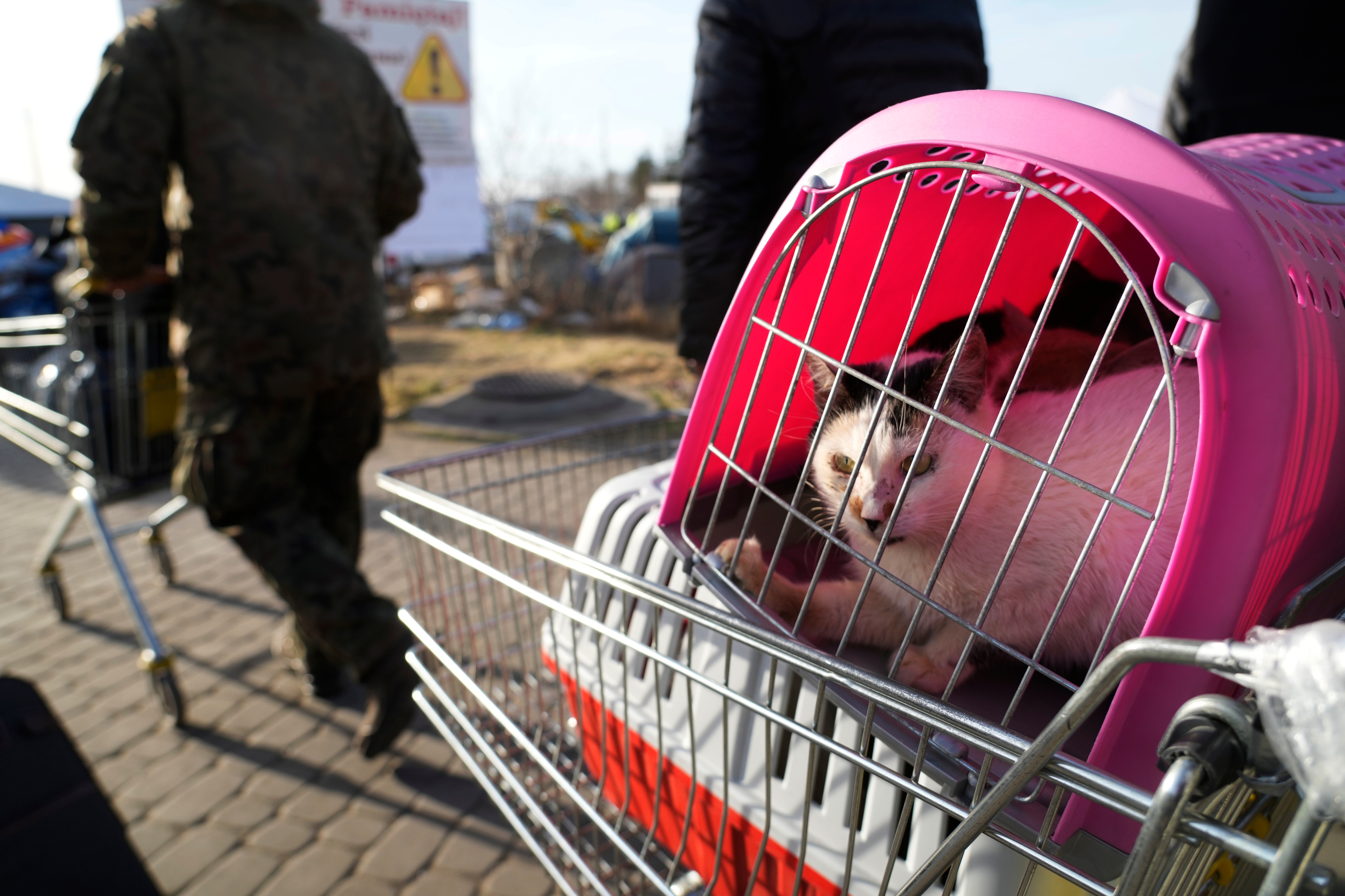 Poland Russia Ukraine War