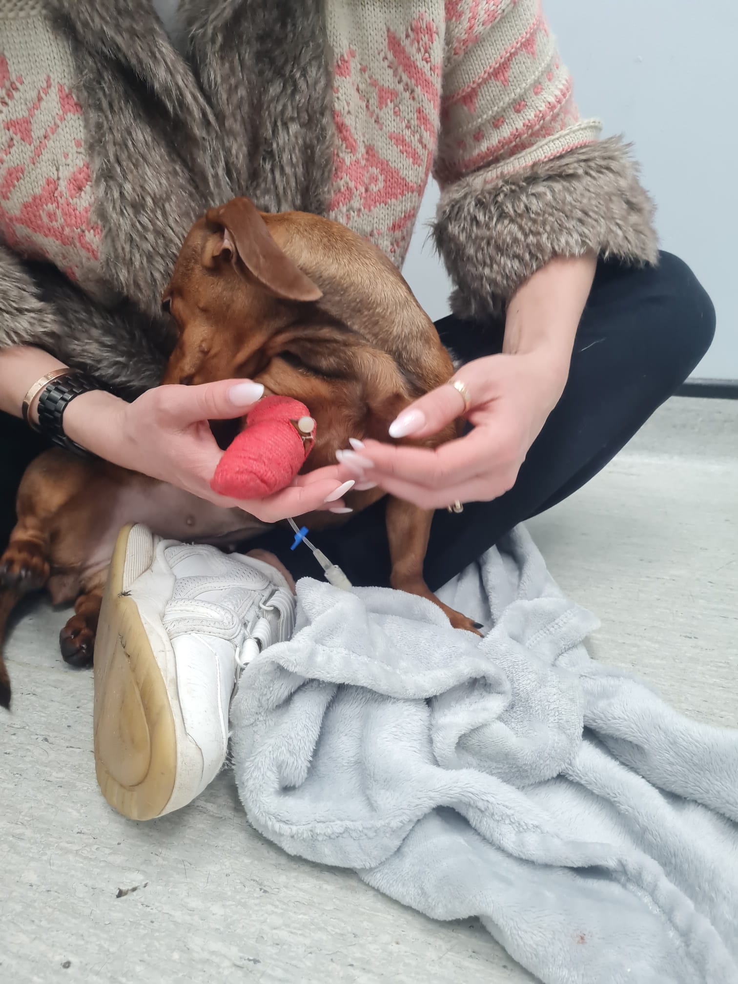 Brandy receives a drip in her paw as she is reunited with her new owner at a veterinary surgery in Basildon