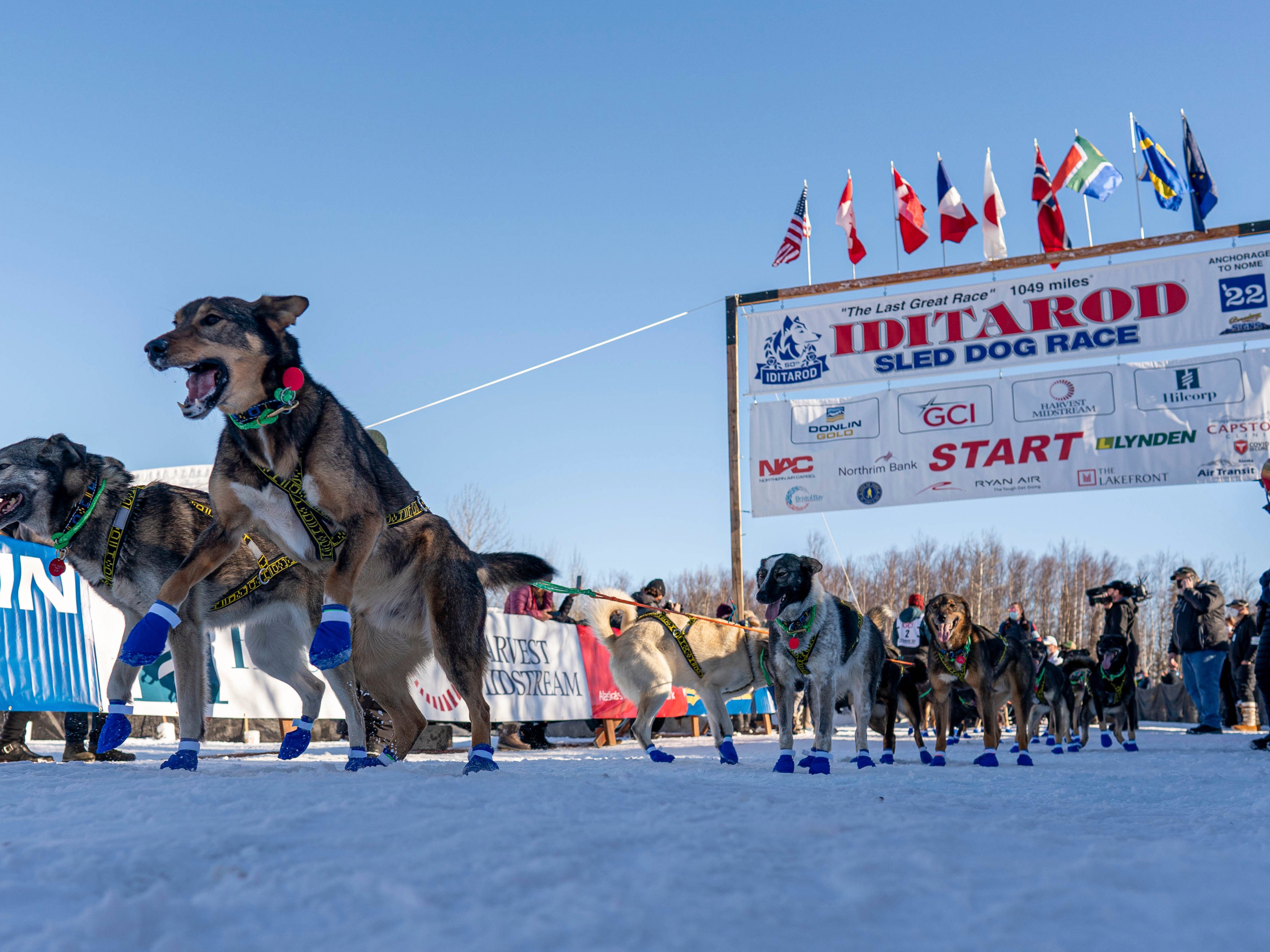 Musher Sean Williams' lead dogs jump just before they begin their run to Nome at the restart of the Iditarod Trail Sled Dog Race on Sunday, March 6, 2022, in Willow, Alaska