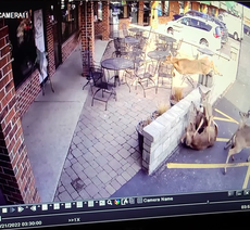 Video shows herd of deer crashing into Wisconsin bar and shattering window