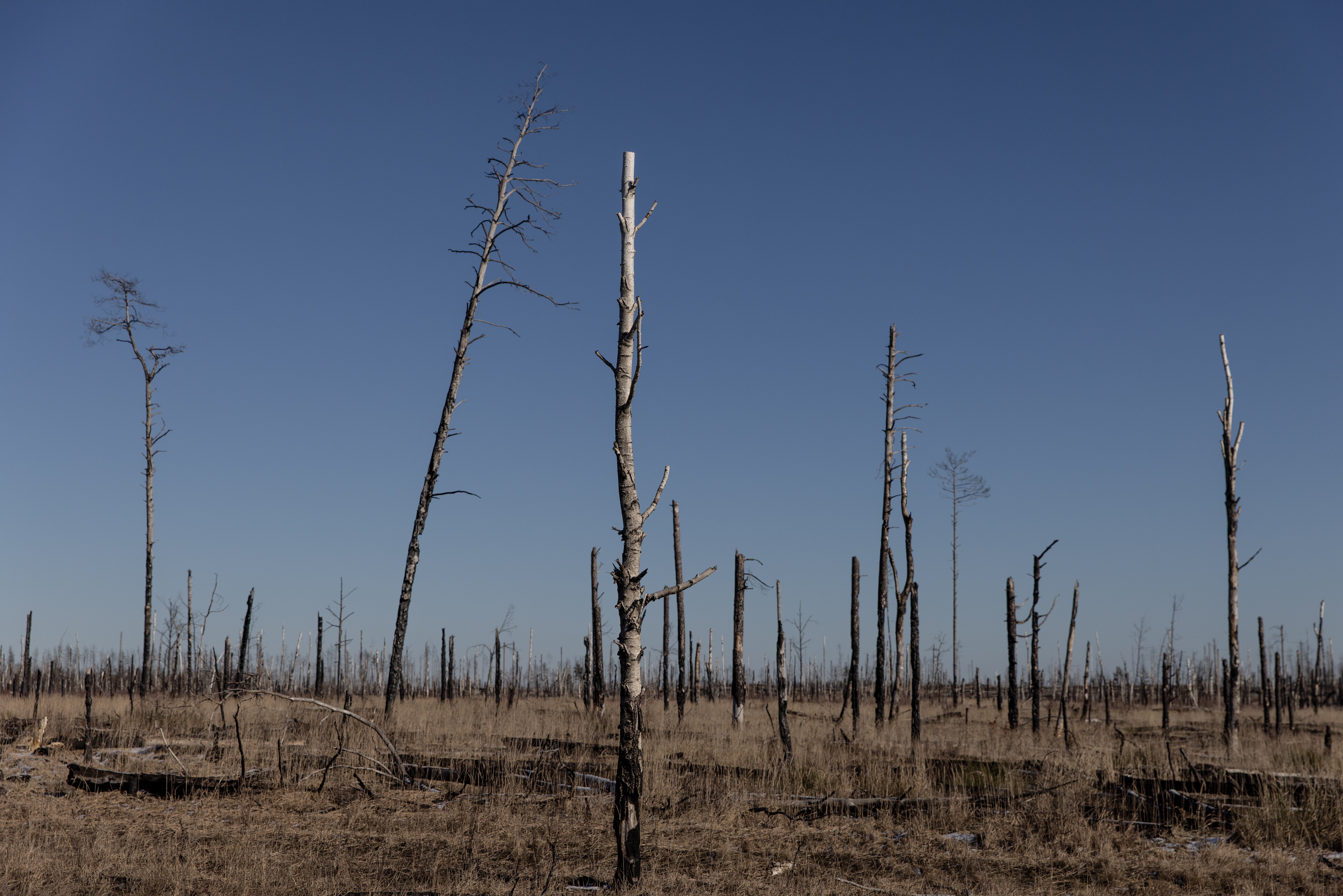 Burnt trees are seen in the Chernobyl zone close to the Ukraine-Belarus border crossing on 13 February, days before Russia’s invasion