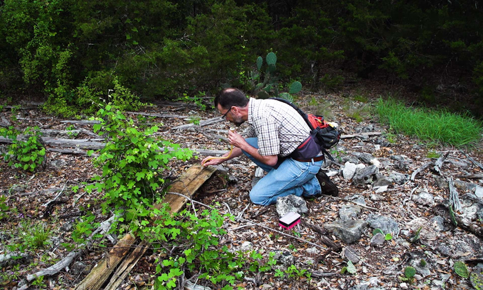 Edward LeBrun, a research scientist with the Texas Invasive Species Research Program at The University of Texas at Austin’s Brackenridge Field Laboratory, collects tawny crazy ants at a field site in central Texas