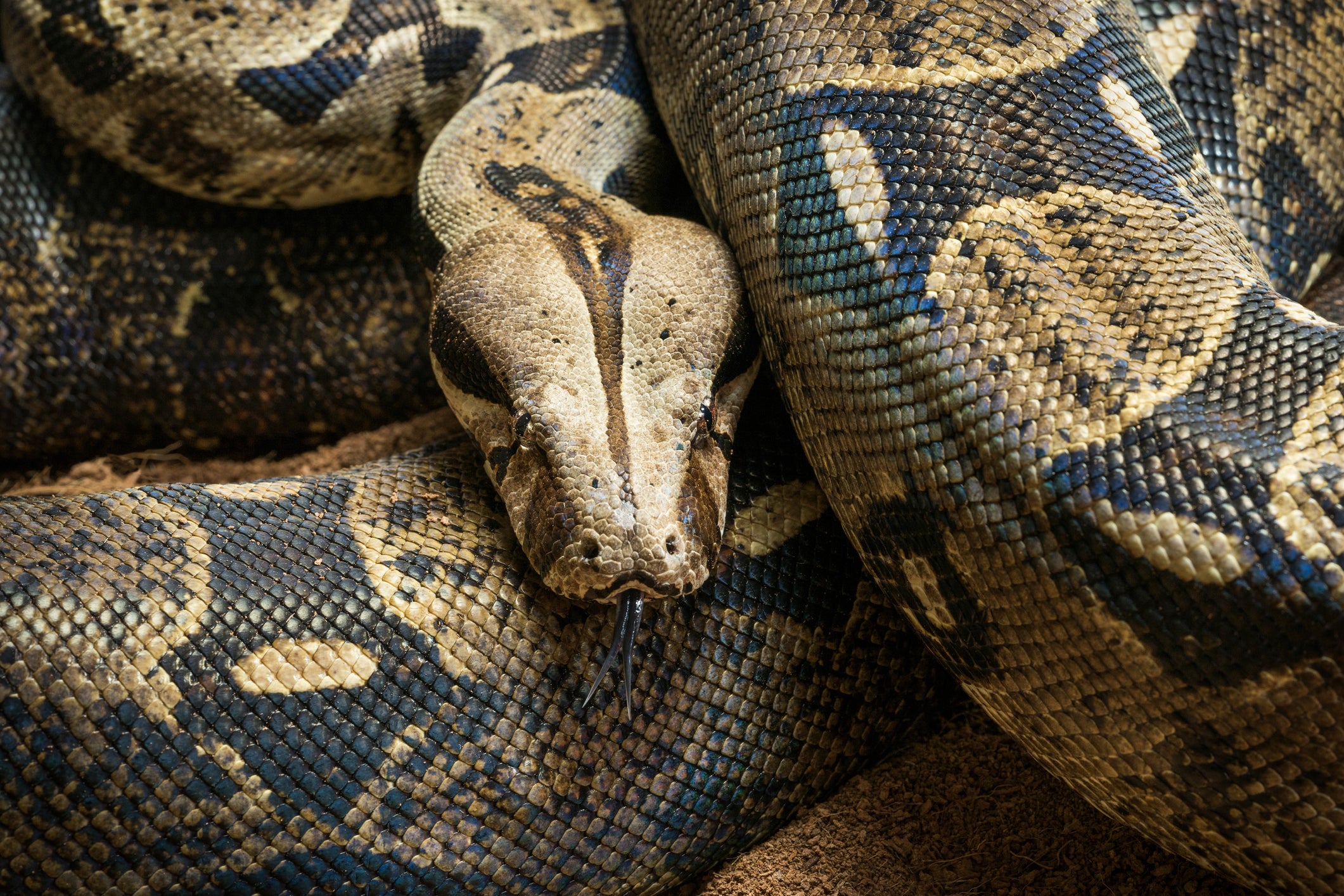 Large prey ingestion opened up avenues for snakes to evolve that otherwise would not have been possible