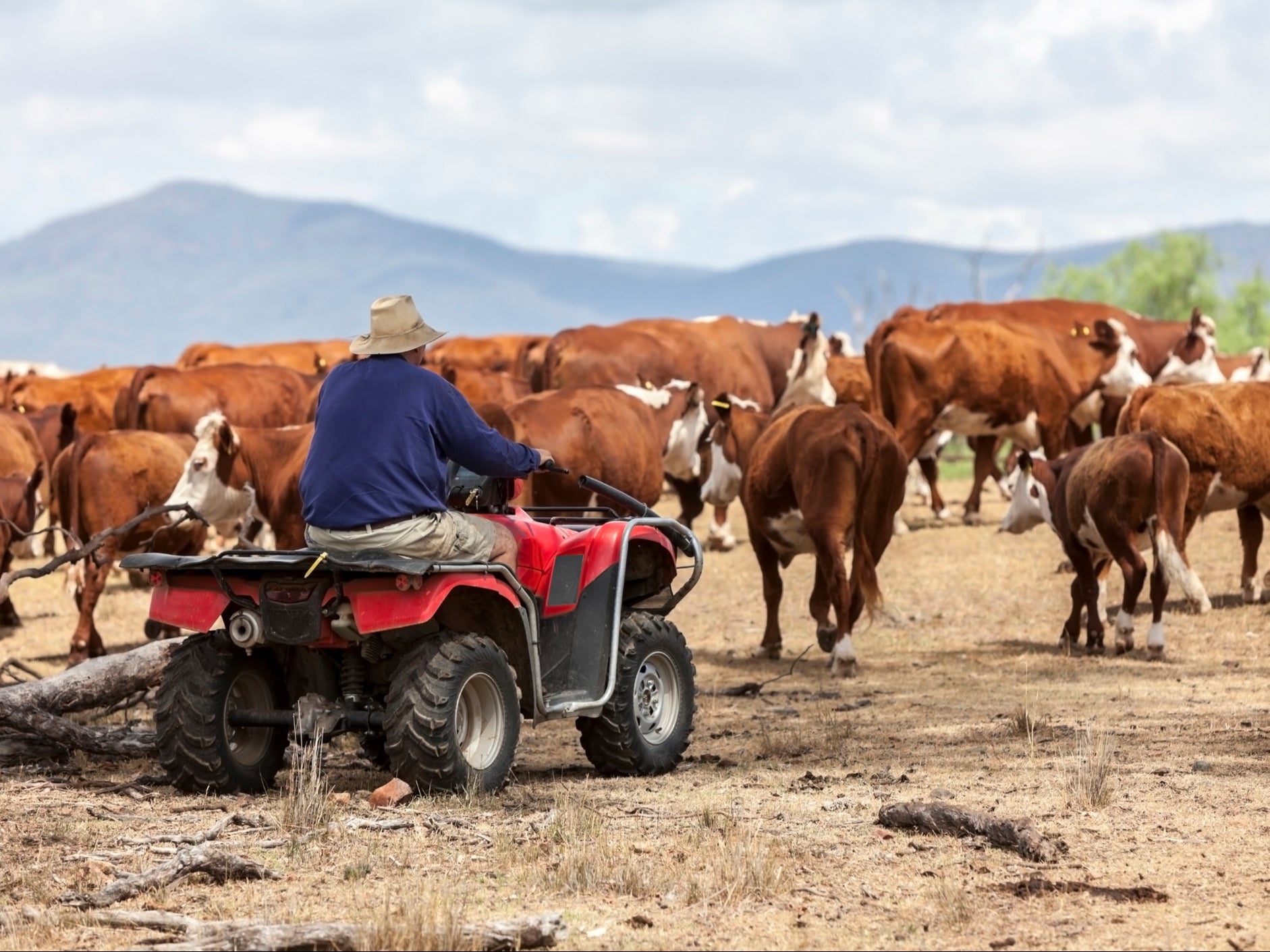 The UK-Australia trade deal could mean an influx of meat from animals reared with lower welfare standards, conservation groups have warned