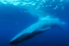 The quest to find the loneliest whale in the world