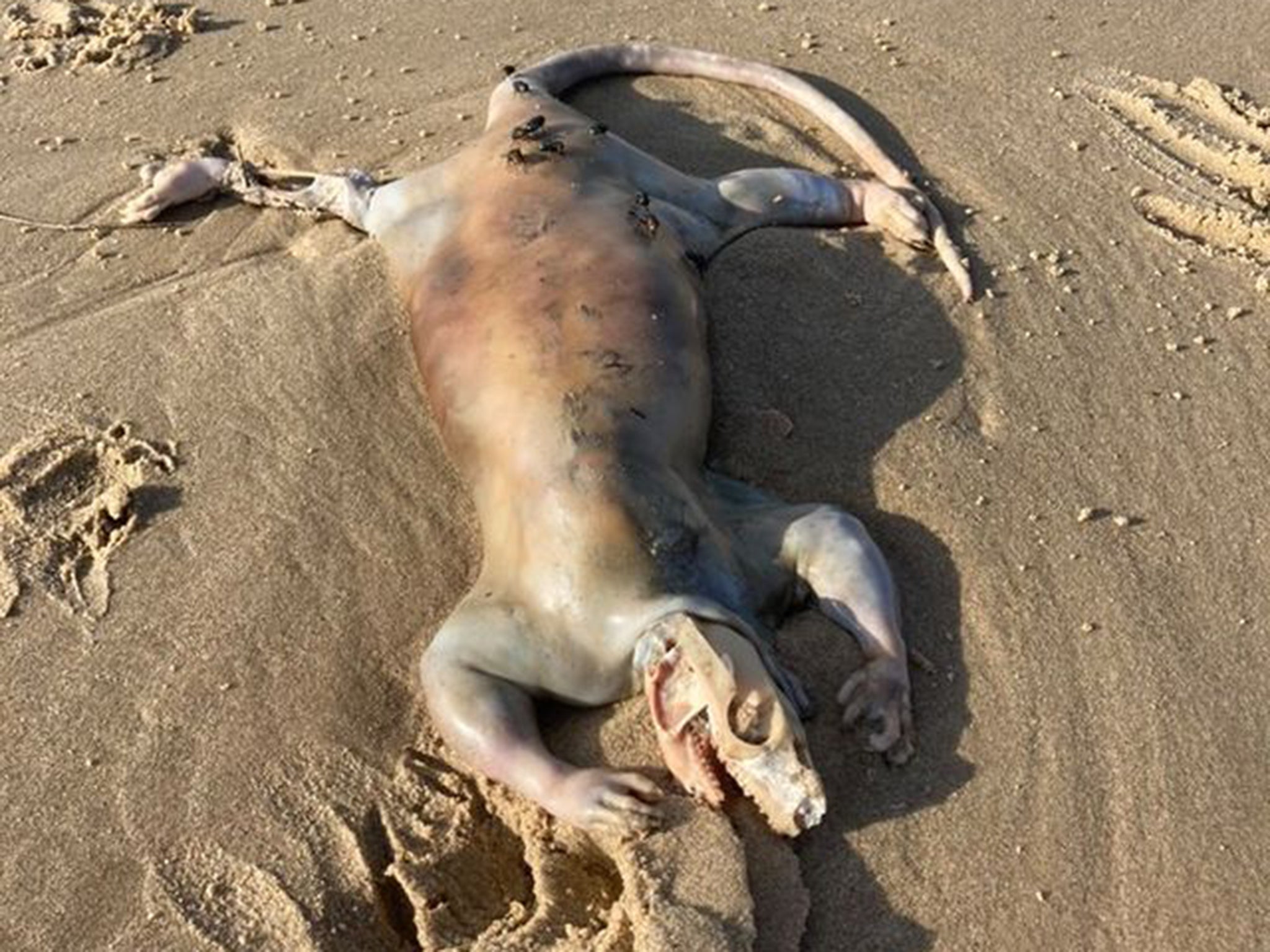 Mystery as unidentified ‘alien’ creature washes up on beach after floods 