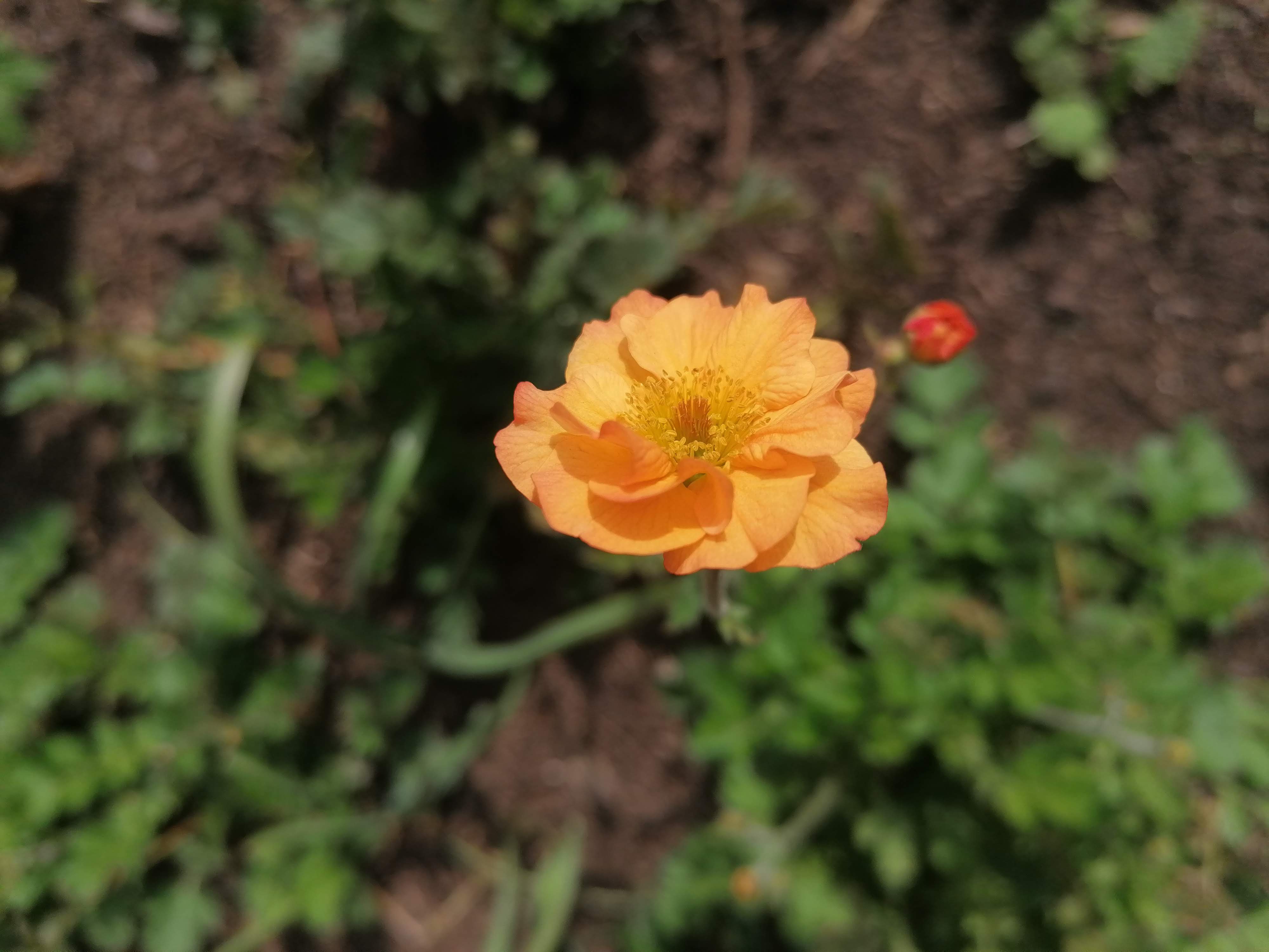 Geum ‘Totally Tangerine’ is one of the dozens of flowers already in bloom at RHS Bridgewater (Rachel Fitzgerald/RHS/PA)