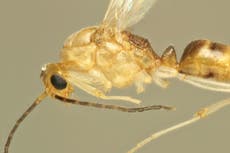 Poisonous Asian needle ants arrive in Europe and could ‘threaten ecosystems’