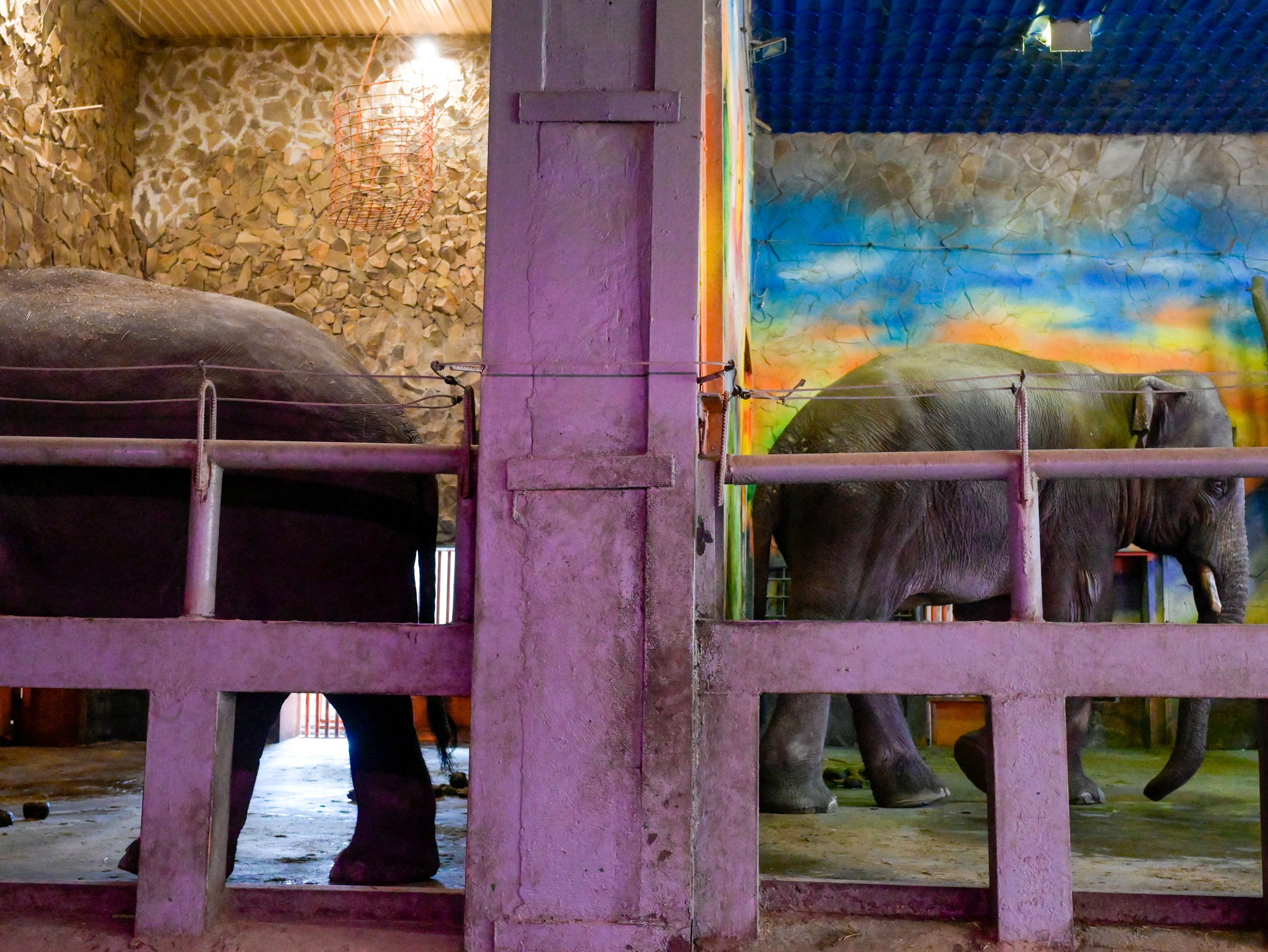 Elephants at the Mykolaiv zoo