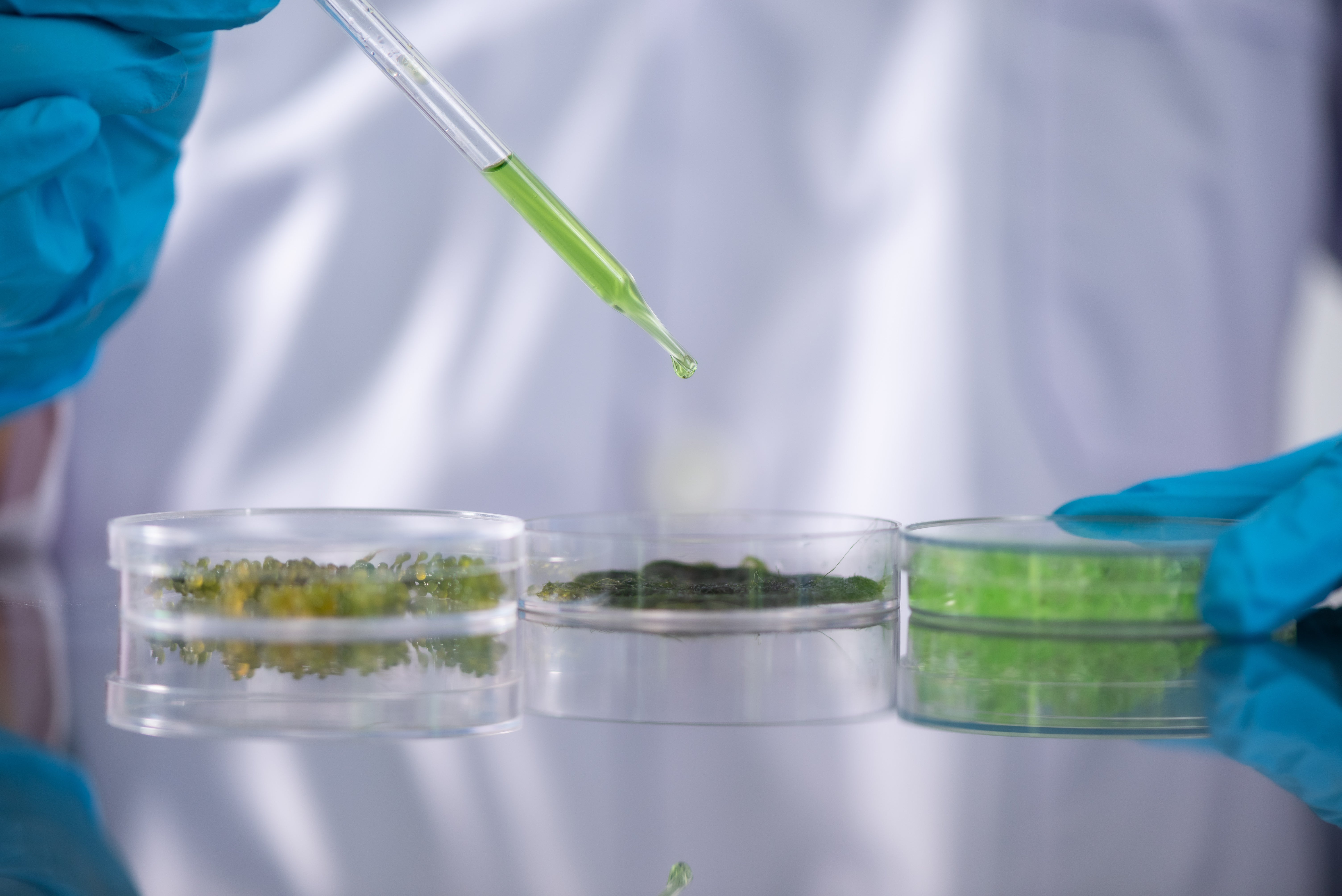 Companies are already researching microalgae as an alternative source of protein