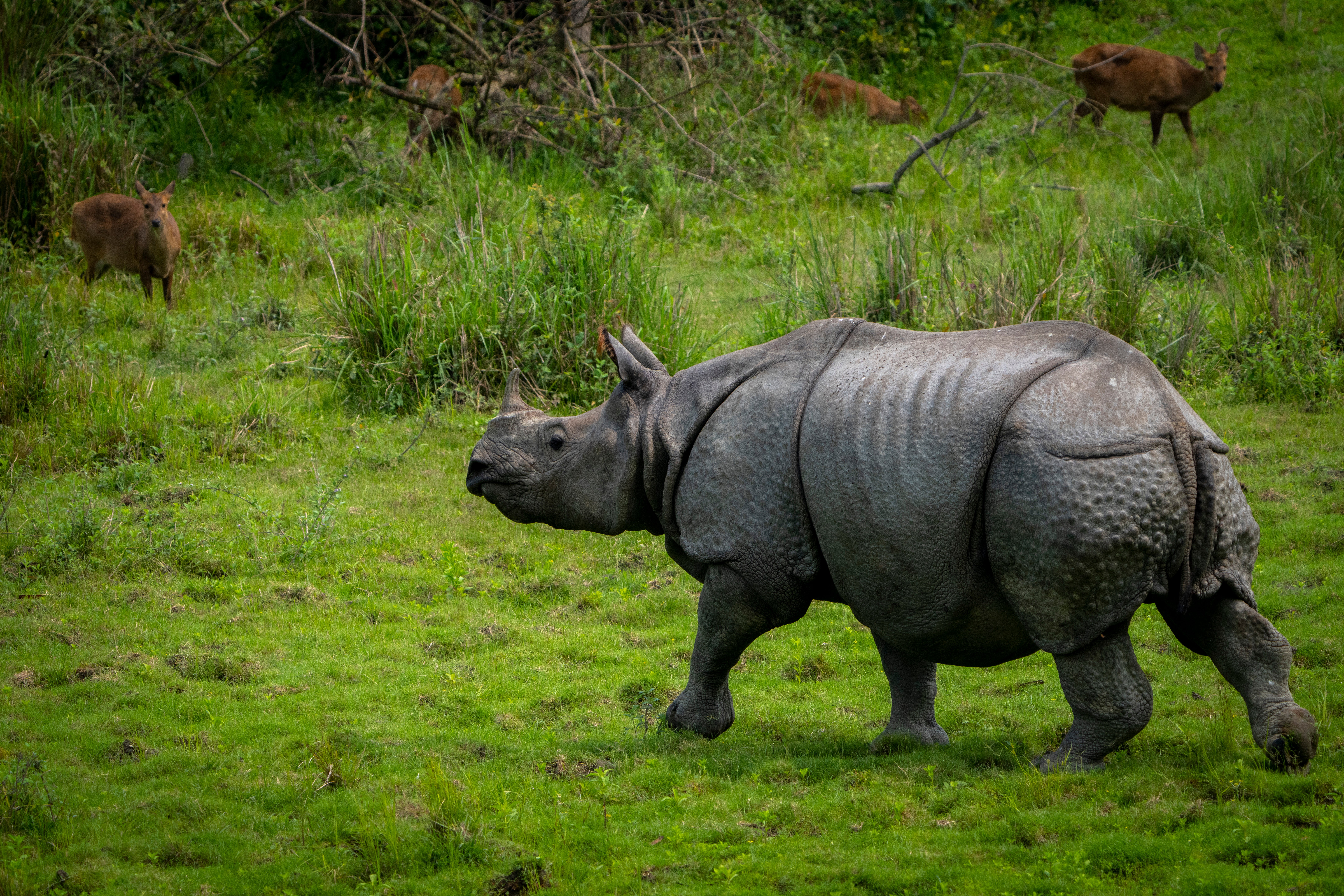 India Rhino Census Photo Gallery