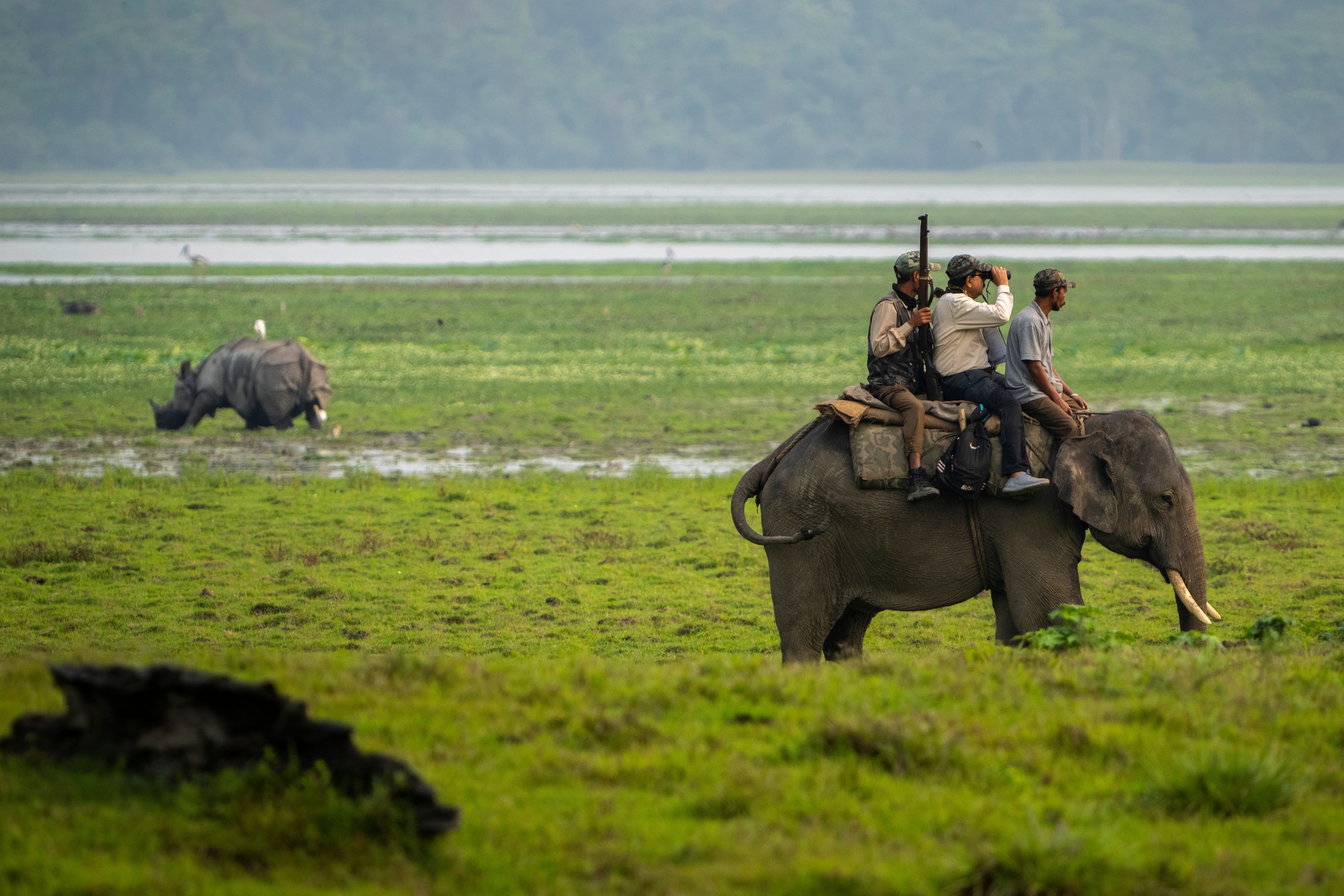 India Rhino Census Photo Gallery