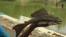 The alien fish invading India’s rivers and lakes