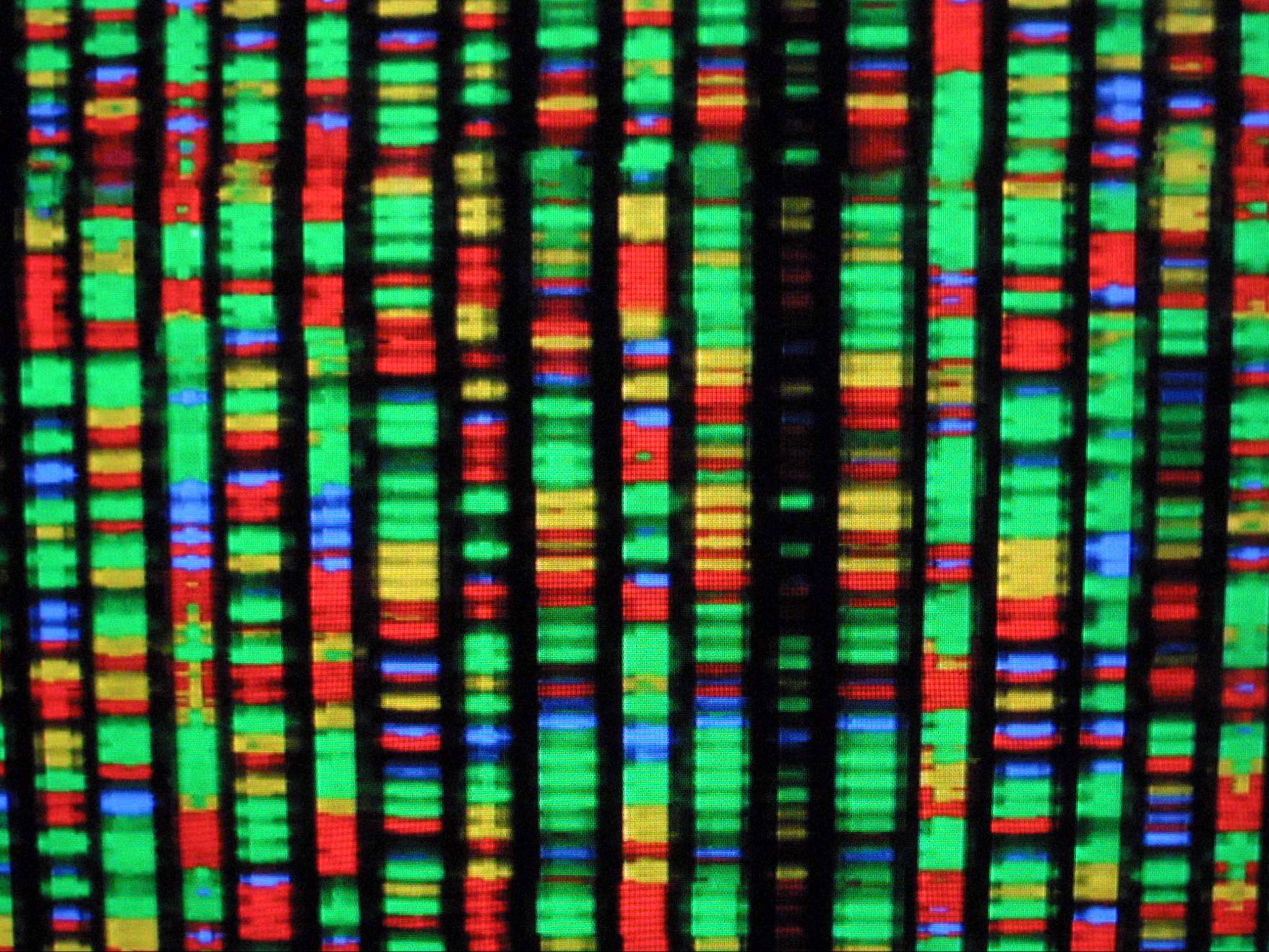 A digital representation of the human genome August 15, 2001 at the American Museum of Natural History in New York City