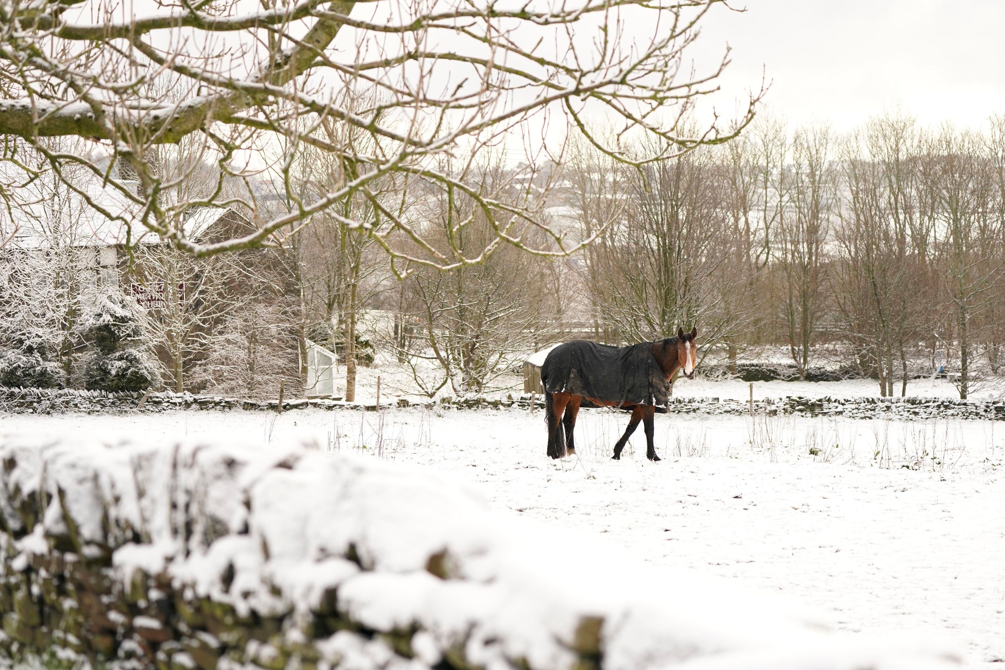 A horse in a snowy field in Outlane village in Kirklees, West Yorkshire