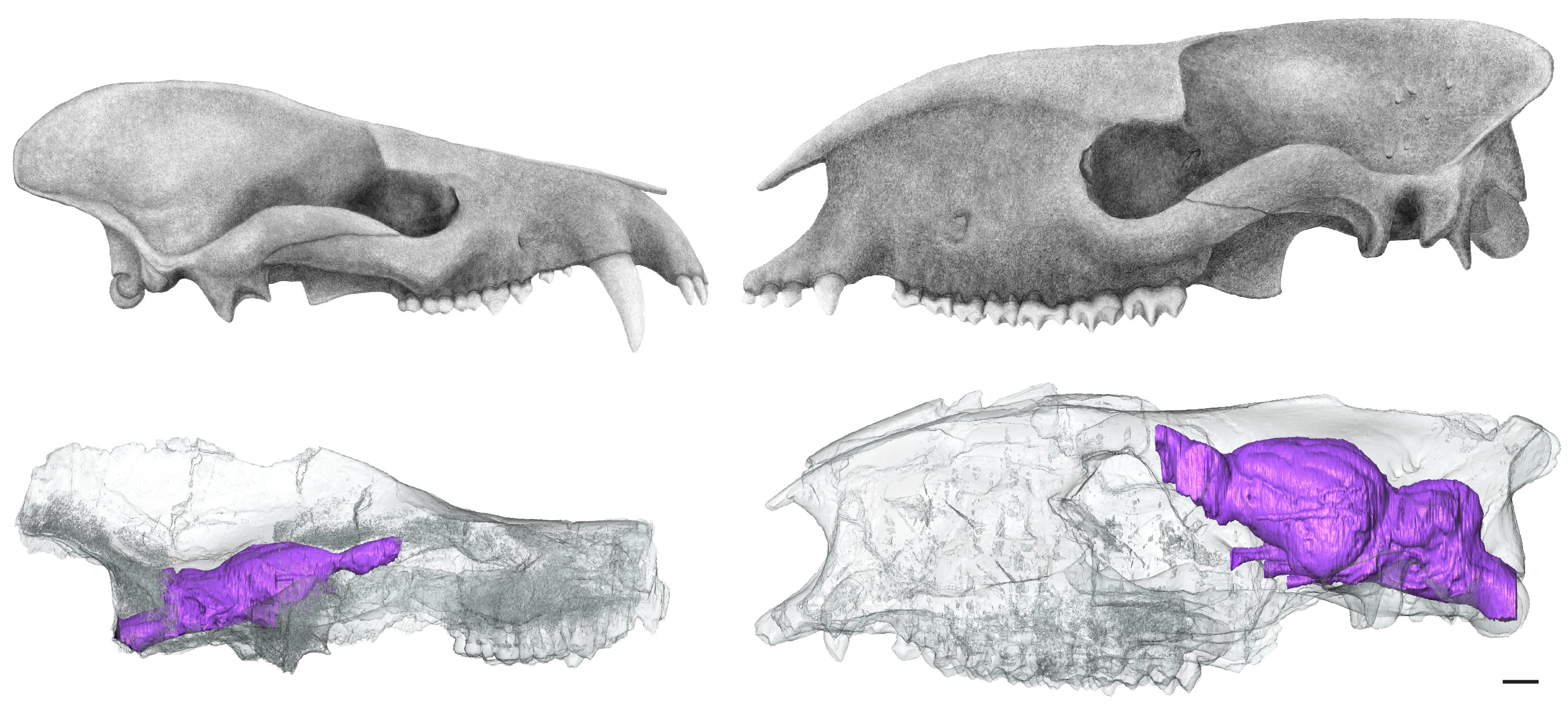 CT scans helped researchers investigating the size of mammals’ brains (Ornella Bertrand/Sarah Shelley/University of Edinburgh/PA)