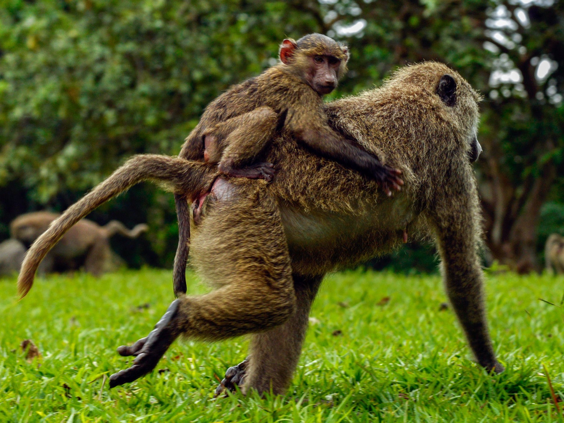 Monkey meat is popular with customers in Kinshasa