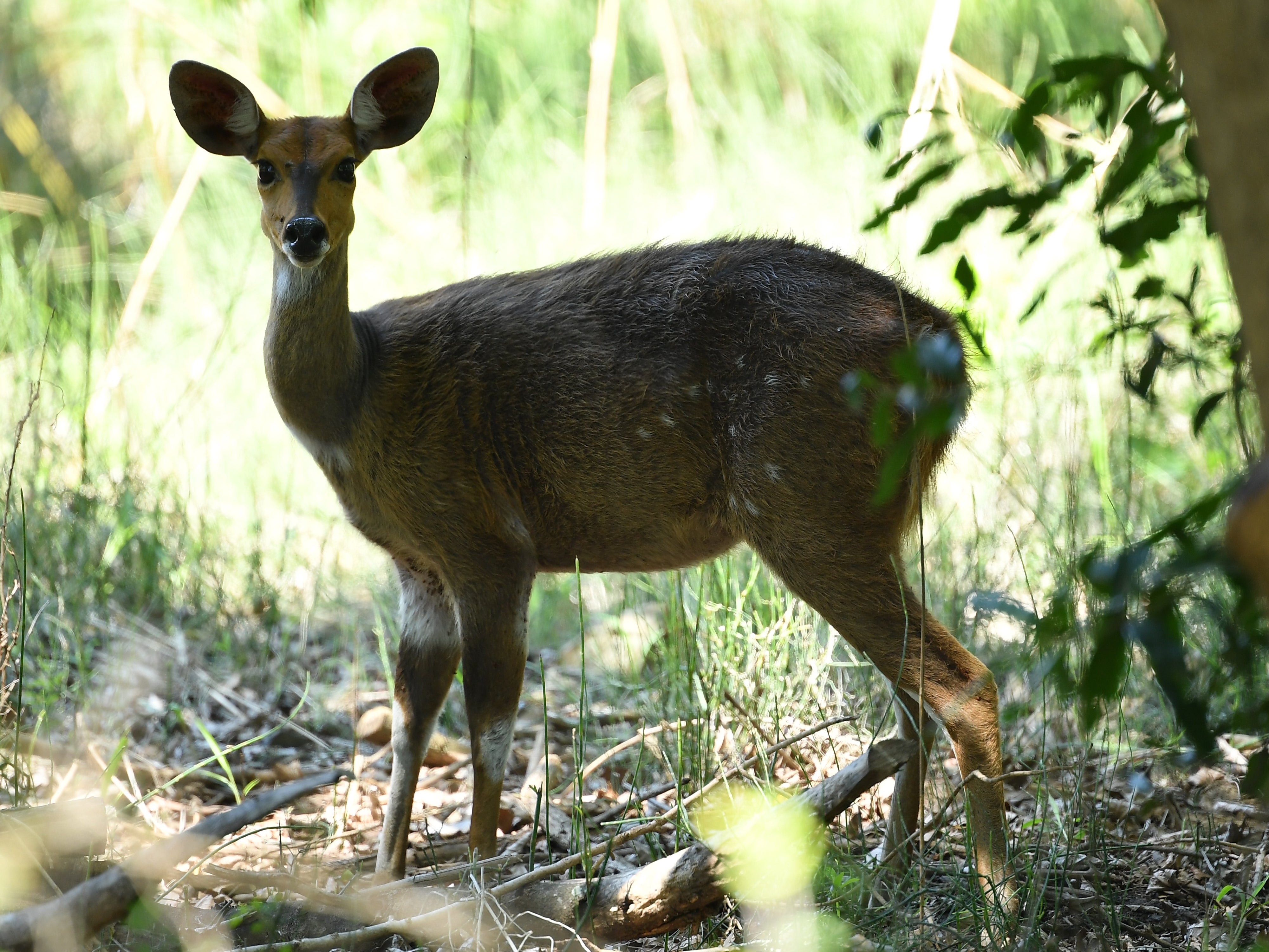 Duikers - forest antelopes - are in demand for dishes