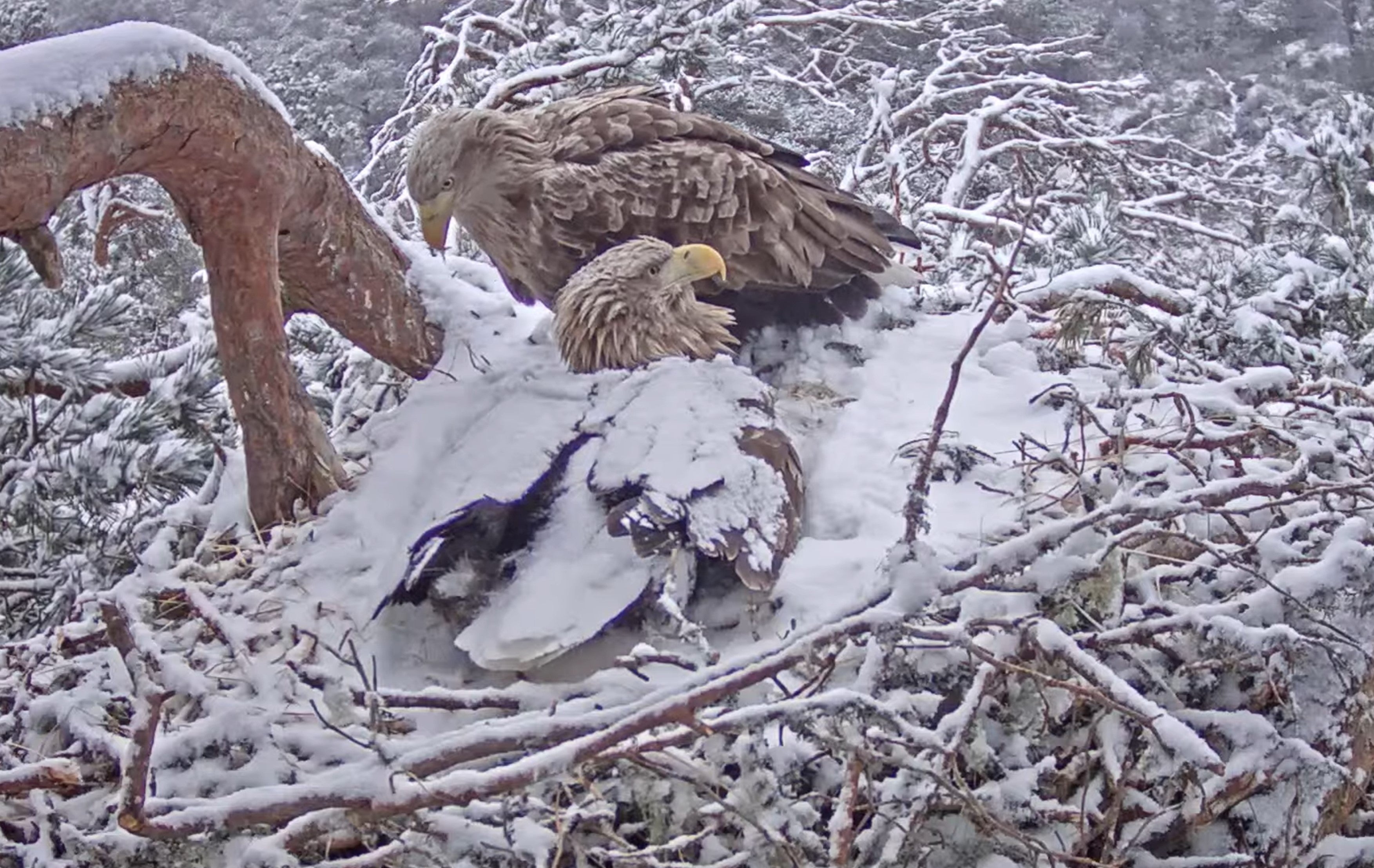 The female can be seen brooding two eggs (Jess Tomes/PA)