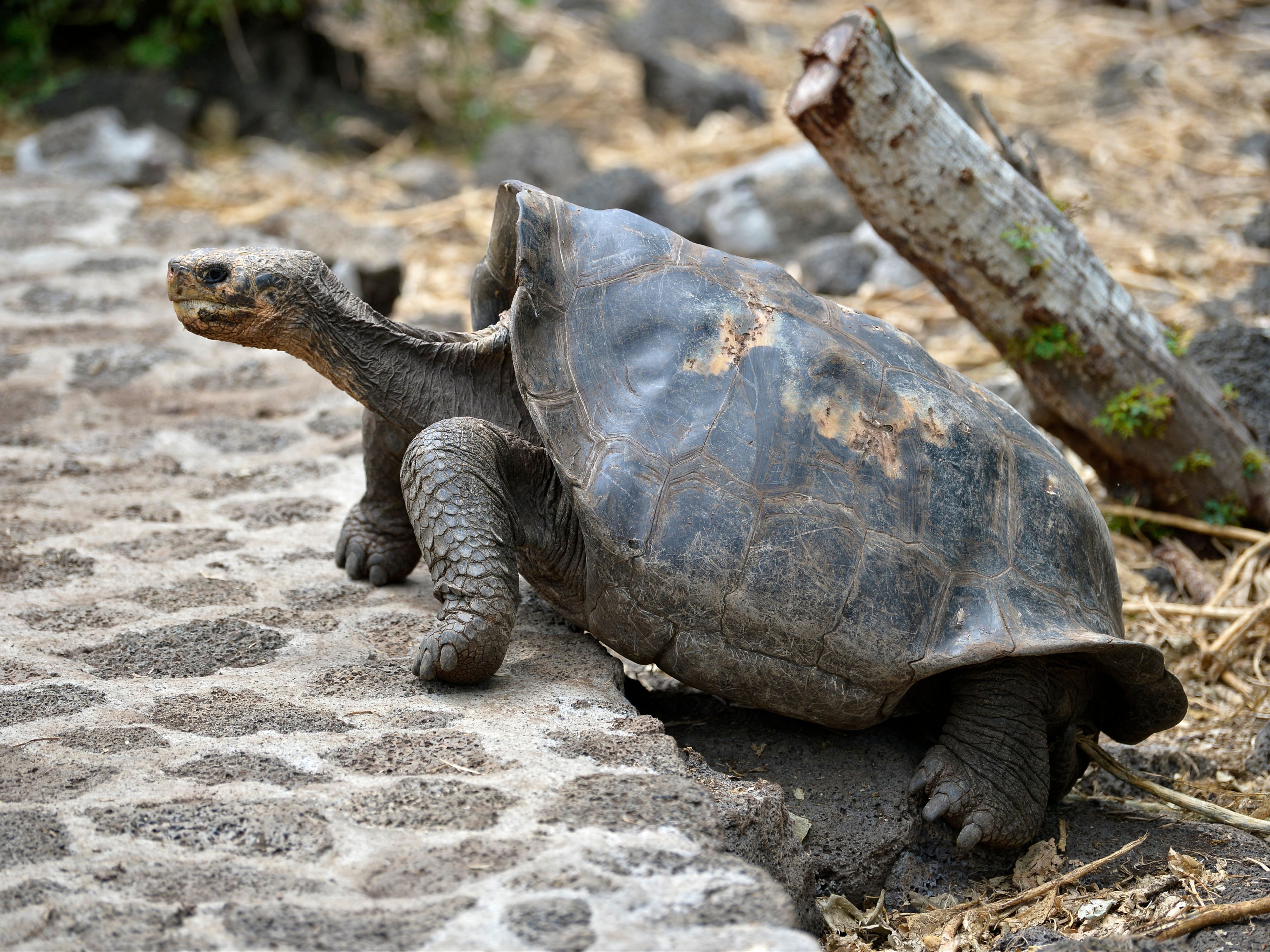 Giant Galapagos tortoises, like this one pictured on Santa Cruz Island, are famous for their long necks