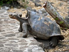 Two giant Galapagos tortoises bred in British zoo for first time - by 70 year-old father