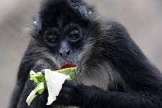 Spider monkeys seek out fruit with alcohol, finds research into human love of drinking