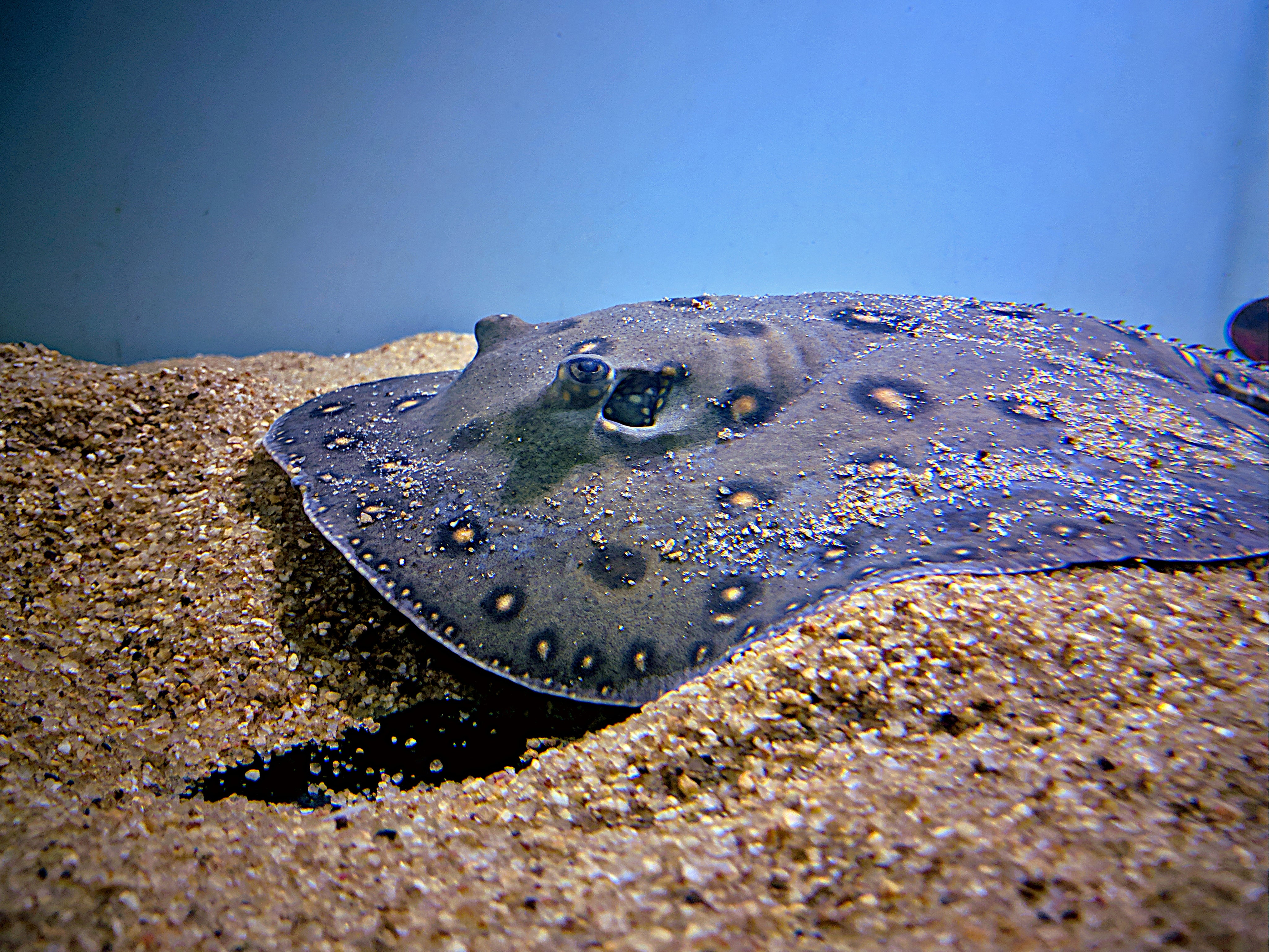 Ocellate river stingrays, pictured, were found to have 96% accuracy when it came to adding the number ‘one’ to coloured shapes