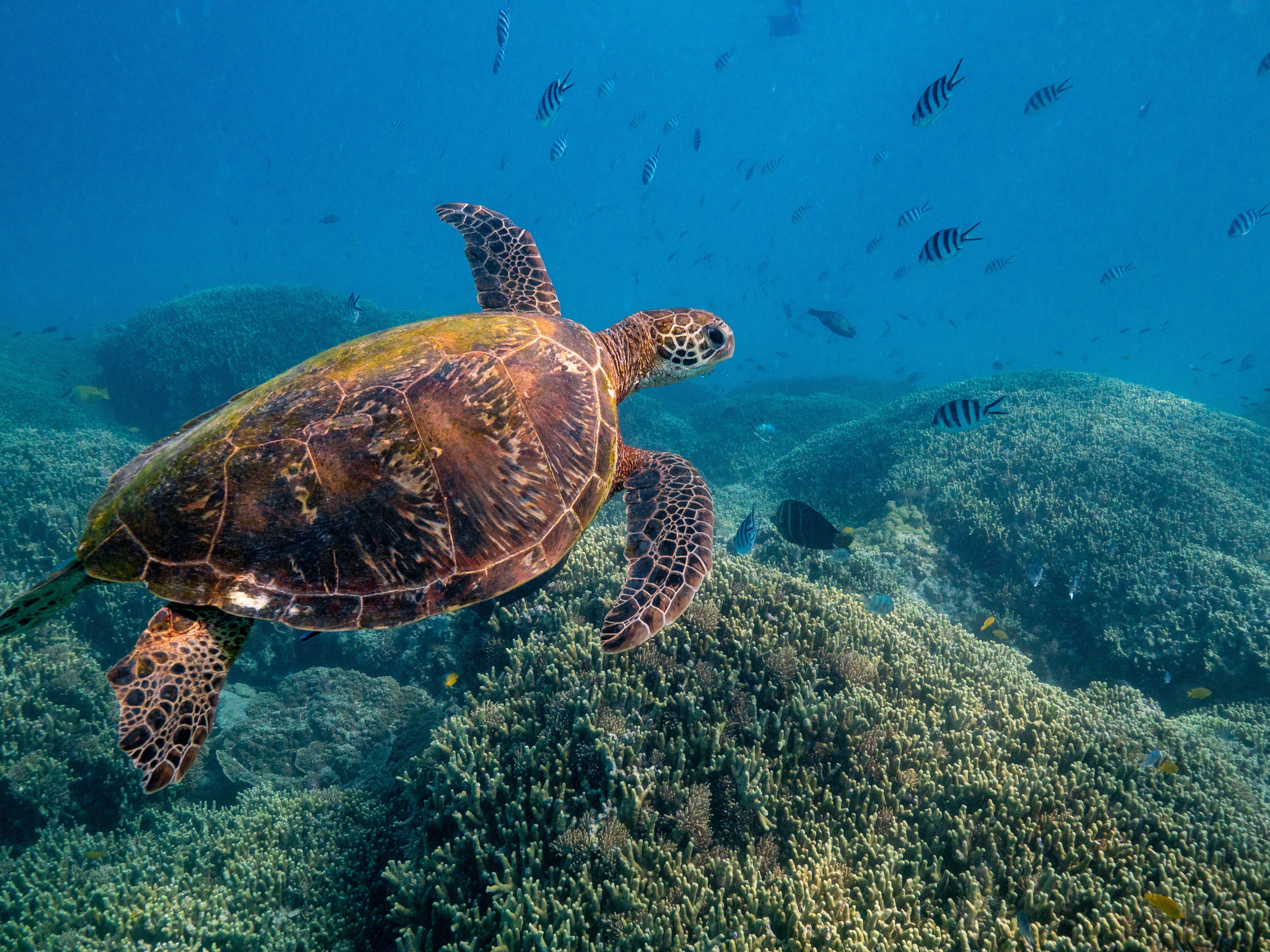 The reef comes alive with marine life every morning