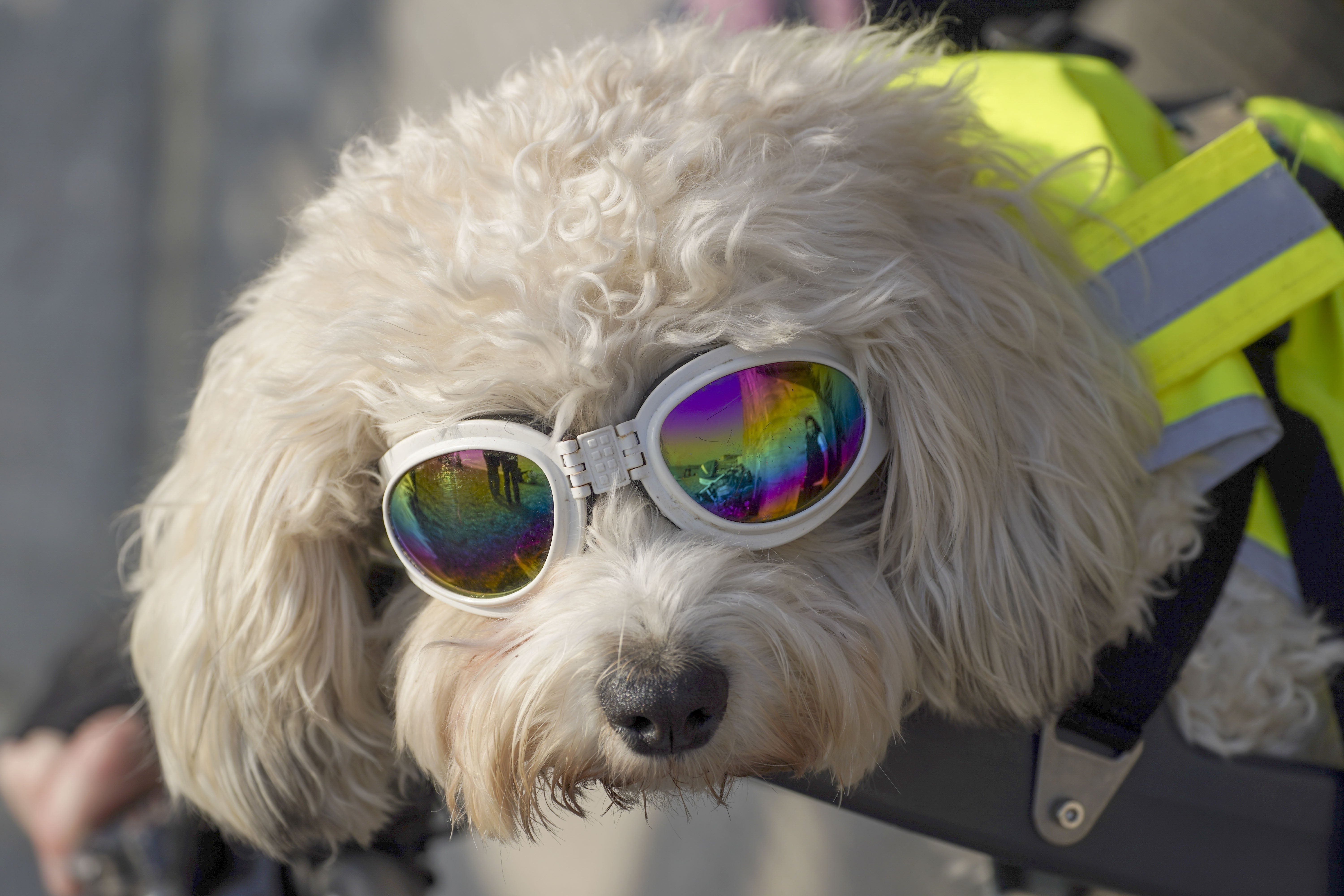 Assistance dog Ziggy enjoys the weather in Portsmouth, Hampshire, during a sunny March day (PA)